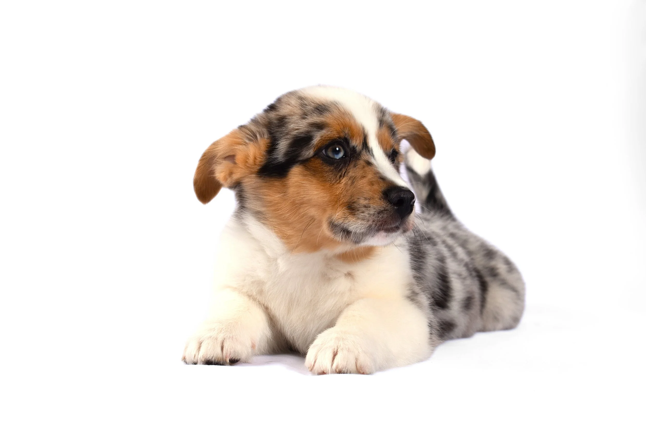 Why You Have to Pay to Meet Our Puppies (And Why That's a Good Thing)