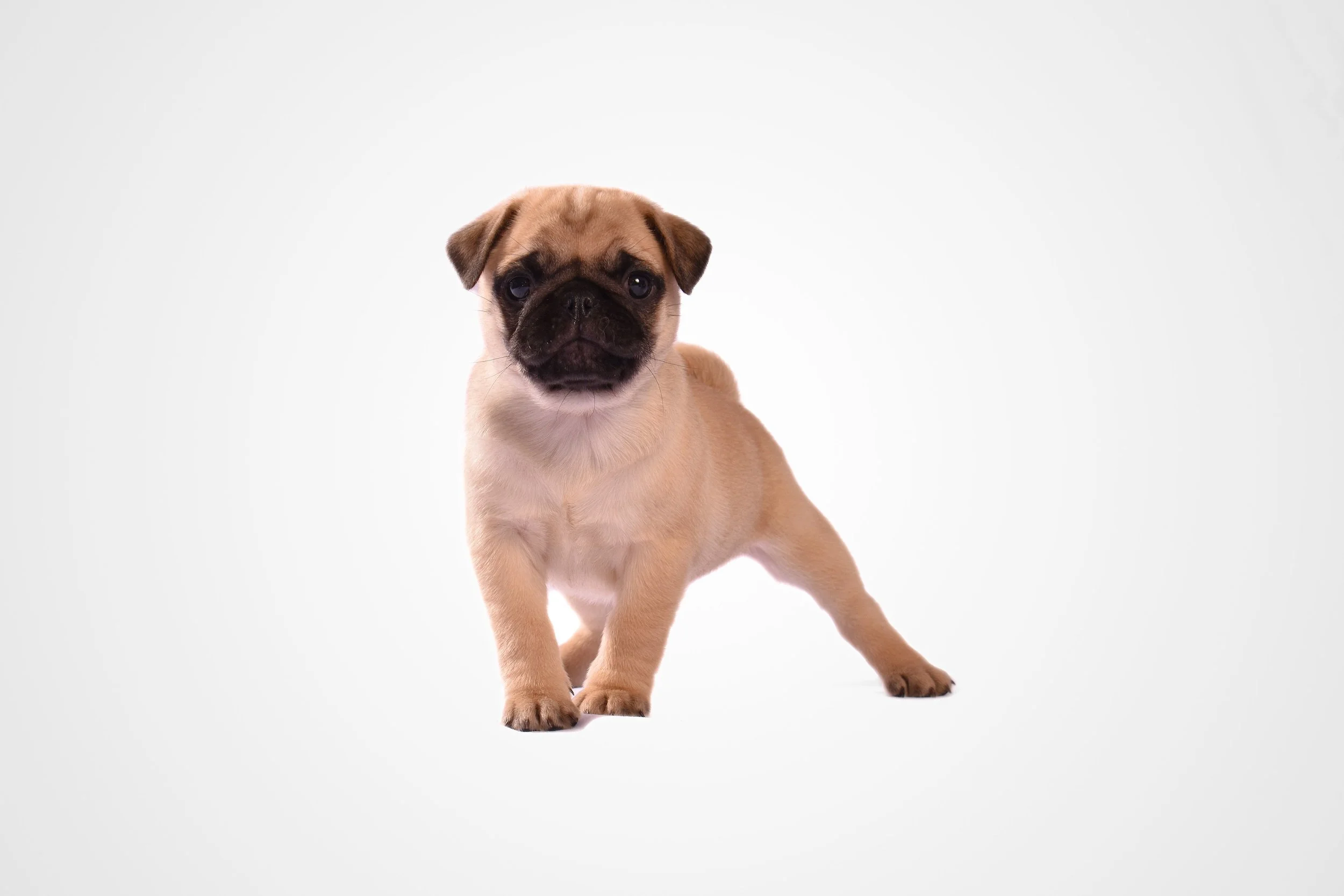 Corporate Puppy Therapy Events: Why We Keep Summer Sessions Indoors