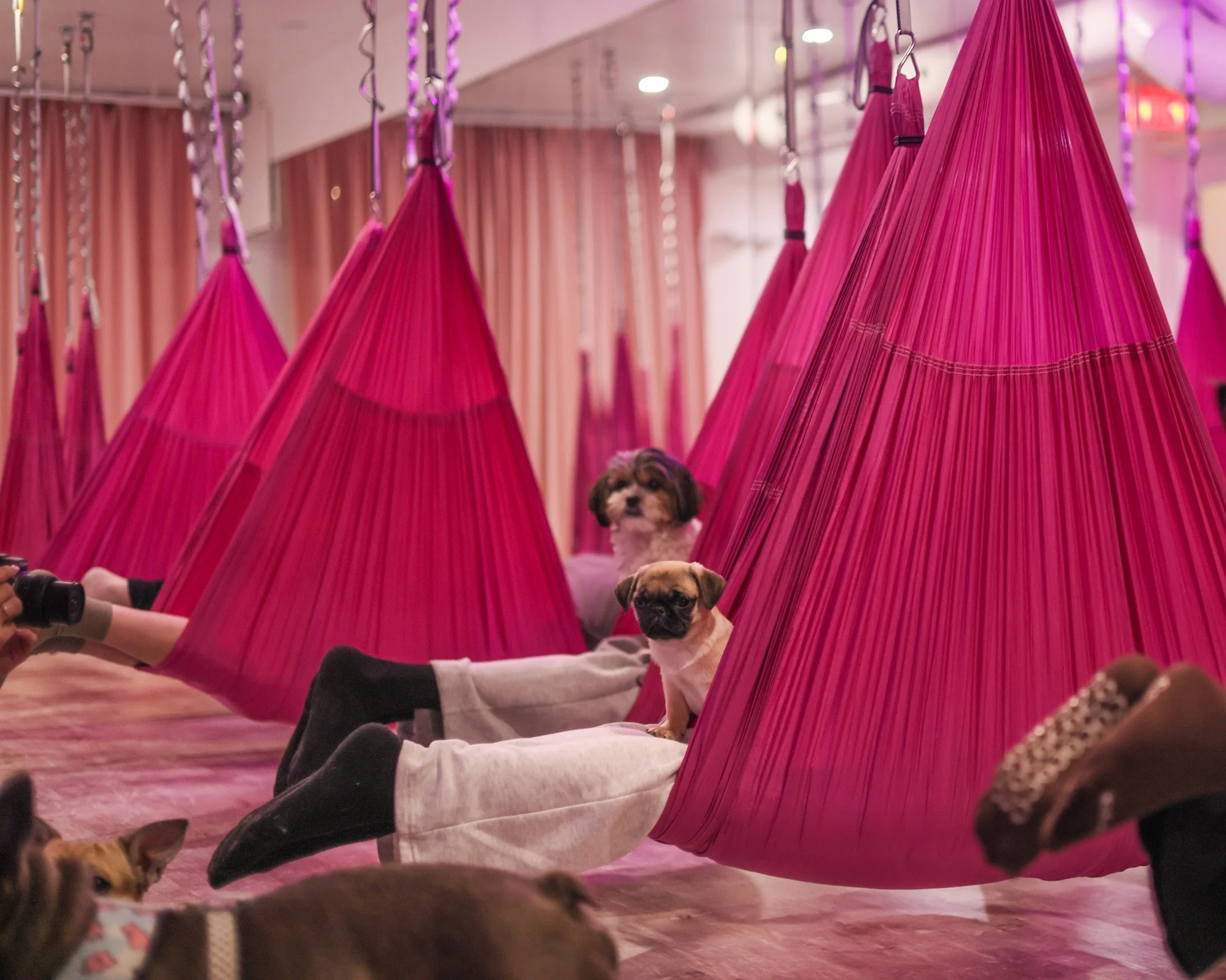 A group yoga class features bright pink aerial hammocks with people lying inside them while small puppies sit and relax on the fabric. The playful scene captures the cozy, pet-friendly atmosphere of puppy hammock yoga at Pudgy’s Place Toronto.