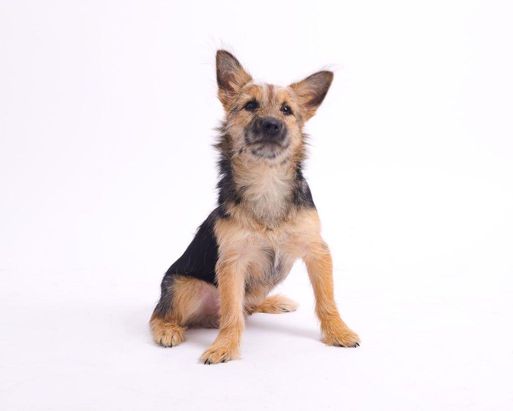 An image of a cute black and tan rescue puppy curiously looking at the camera, ready to play and interact with the viewer at an At-Home Puppy Party with Party Pups by Pudgy Pups Canada.