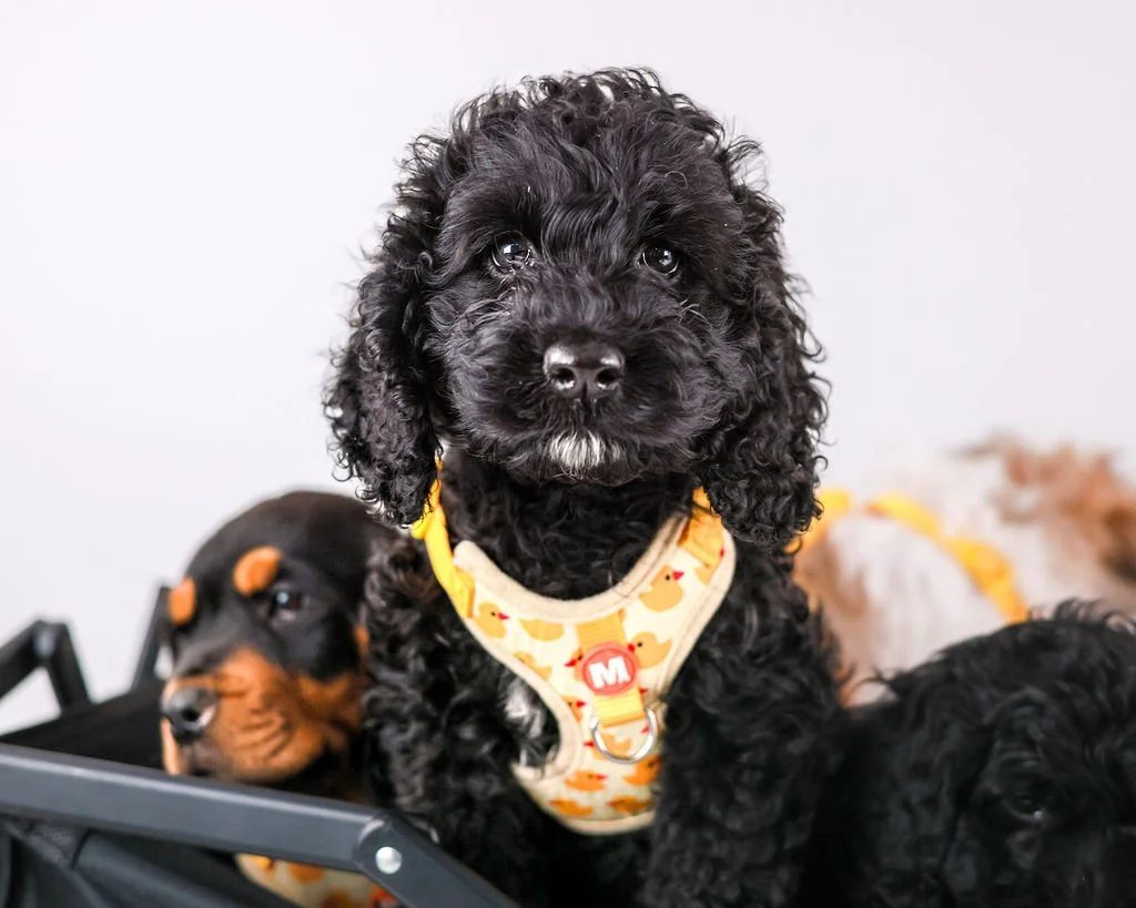 A close-up image of a black curly rescue puppy sitting with other puppies in a wagon, representing the travelling Pudgy Pups will do to bring the puppies to your home for a In-Home Puppy Cuddle Party.