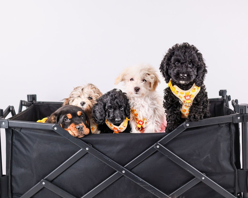 Five adorable puppies of different breeds sit in a black collapsible cart, wearing matching yellow duck-print harnesses. They're part of Pudgy Pups Canada's onsite corporate puppy therapy program, bringing joy and stress relief to workplaces.