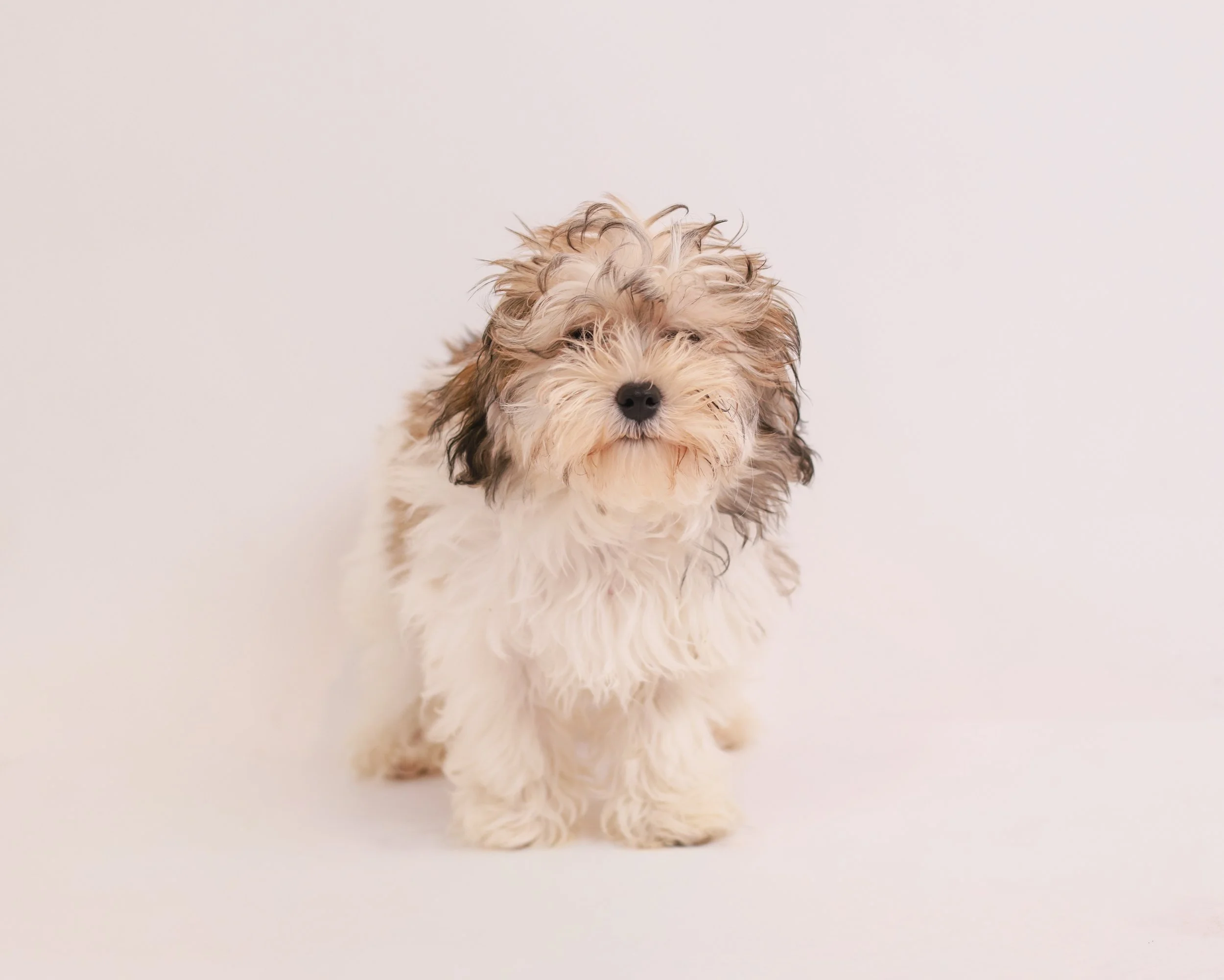 An image of a fluffy white and brown rescue puppy happily smiling at the camera, ready to play in Pudgy's Place Toronto's Puppy Cuddling Sessions.