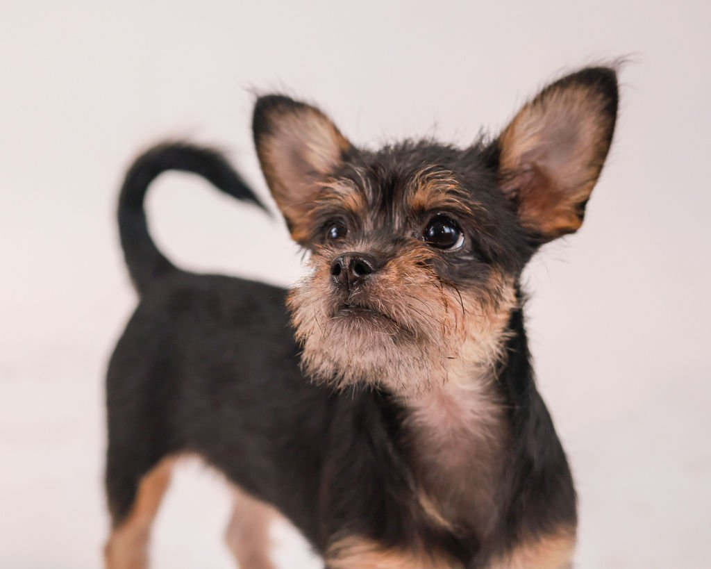 Close-up of a small black and tan puppy with large ears and expressive eyes, standing alert against a plain background. This pup is part of Pudgy Pups Canada's in-home puppy parties in Toronto, offering a playful and heartwarming experience.