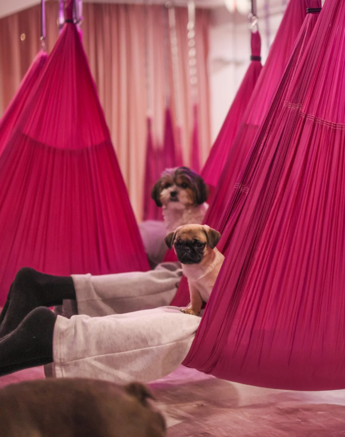 An image of two rescue puppies sitting on the back of peoples legs in pink hammocks, highlighting the unique experience of ethical puppy yoga in aerial hammocks at Pudgys Place Toronto.