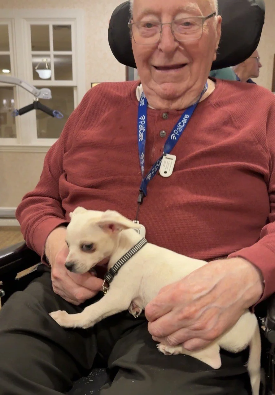 An elderly man in a wheelchair smiling warmly as a small cream-colored puppy rests in his lap during a pudgy pups puppy therapy session. The man wears a red shirt and a blue lanyard, enjoying the comforting presence of the dog.