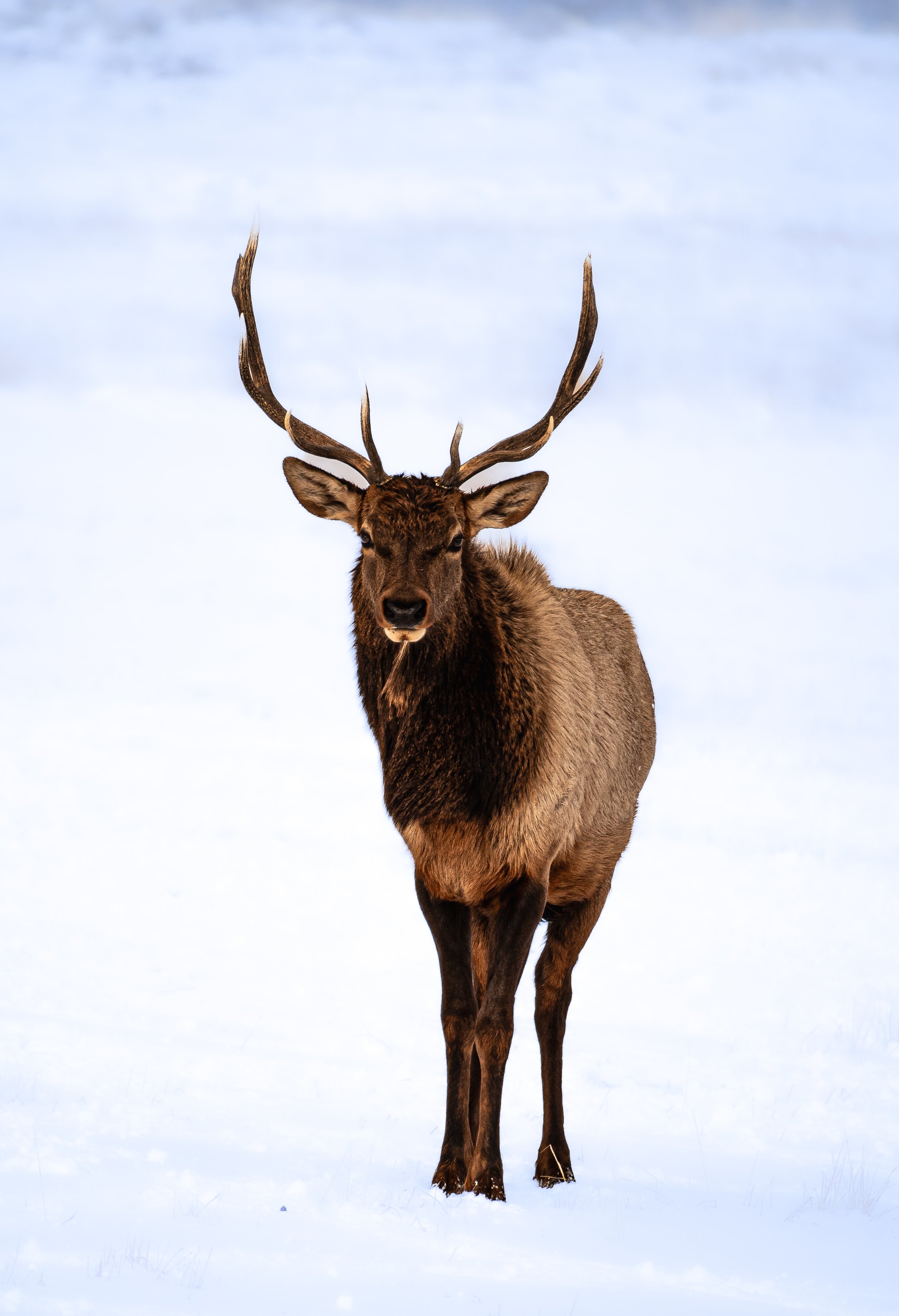 Elk in Utah winter.jpg