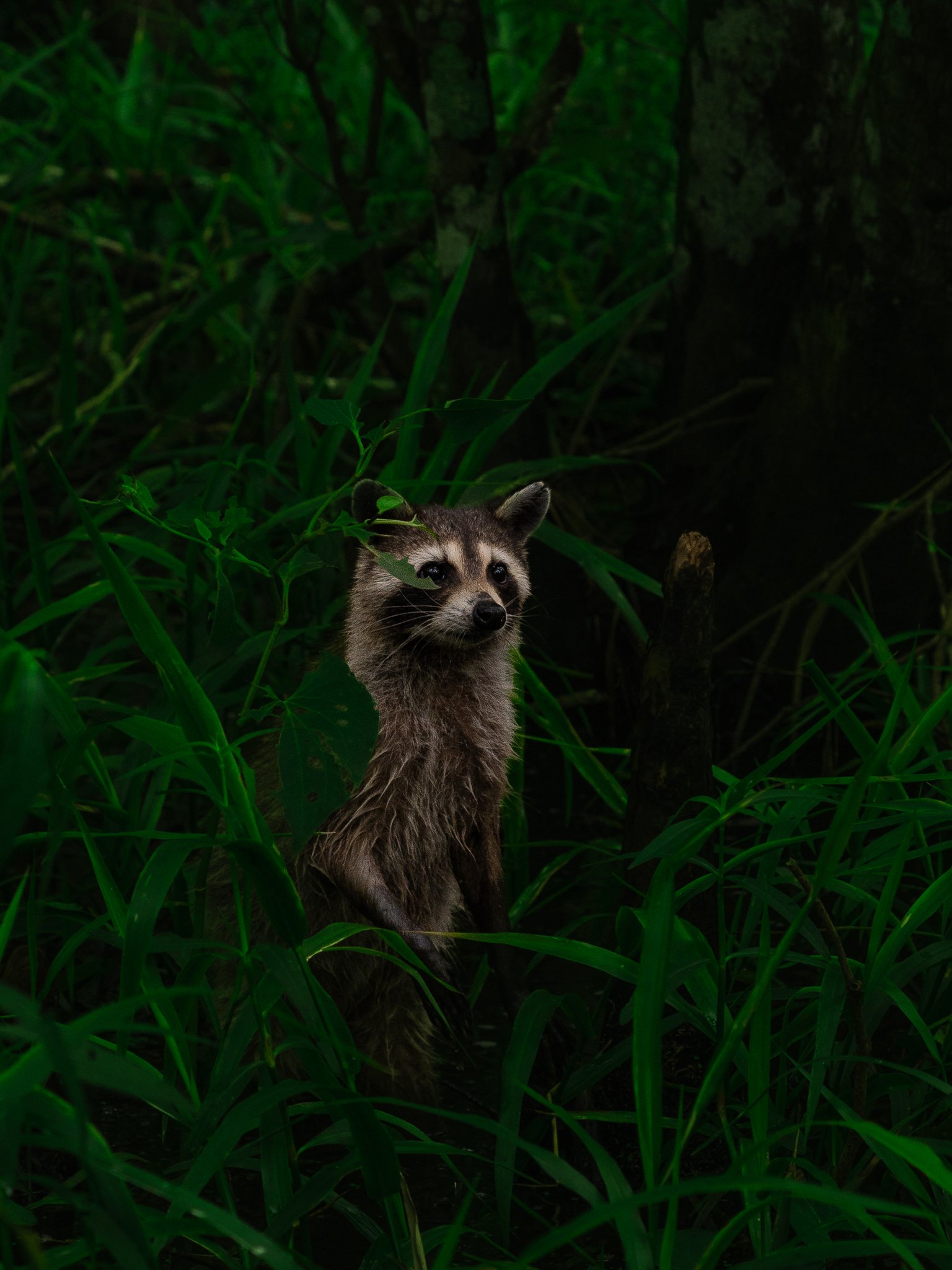 Racoon in Louisiana.jpg