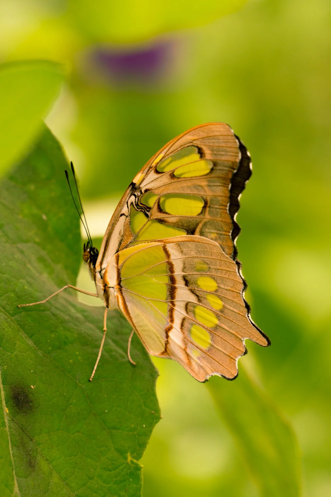 Butterfly.jpg