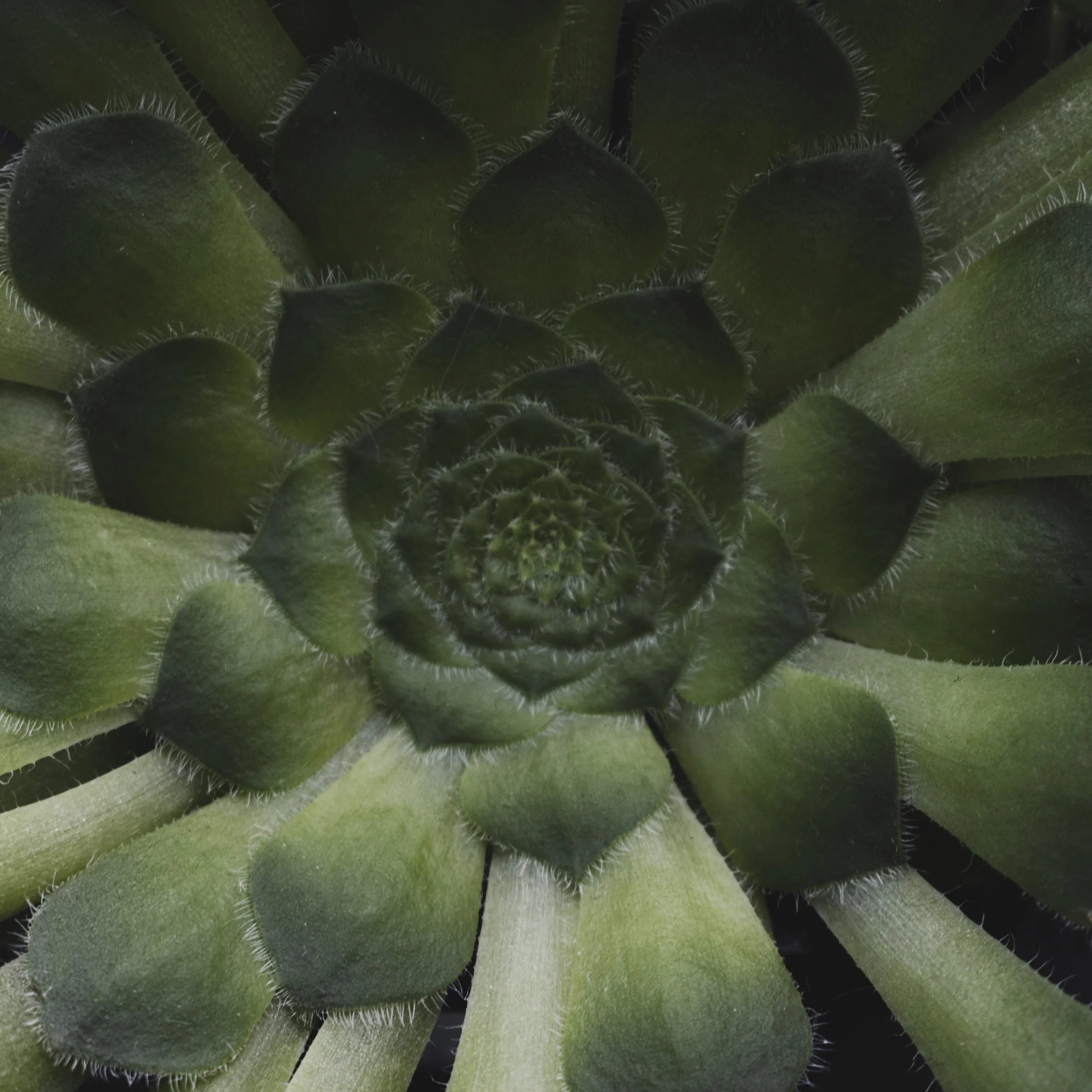 Compassionate Inquiry