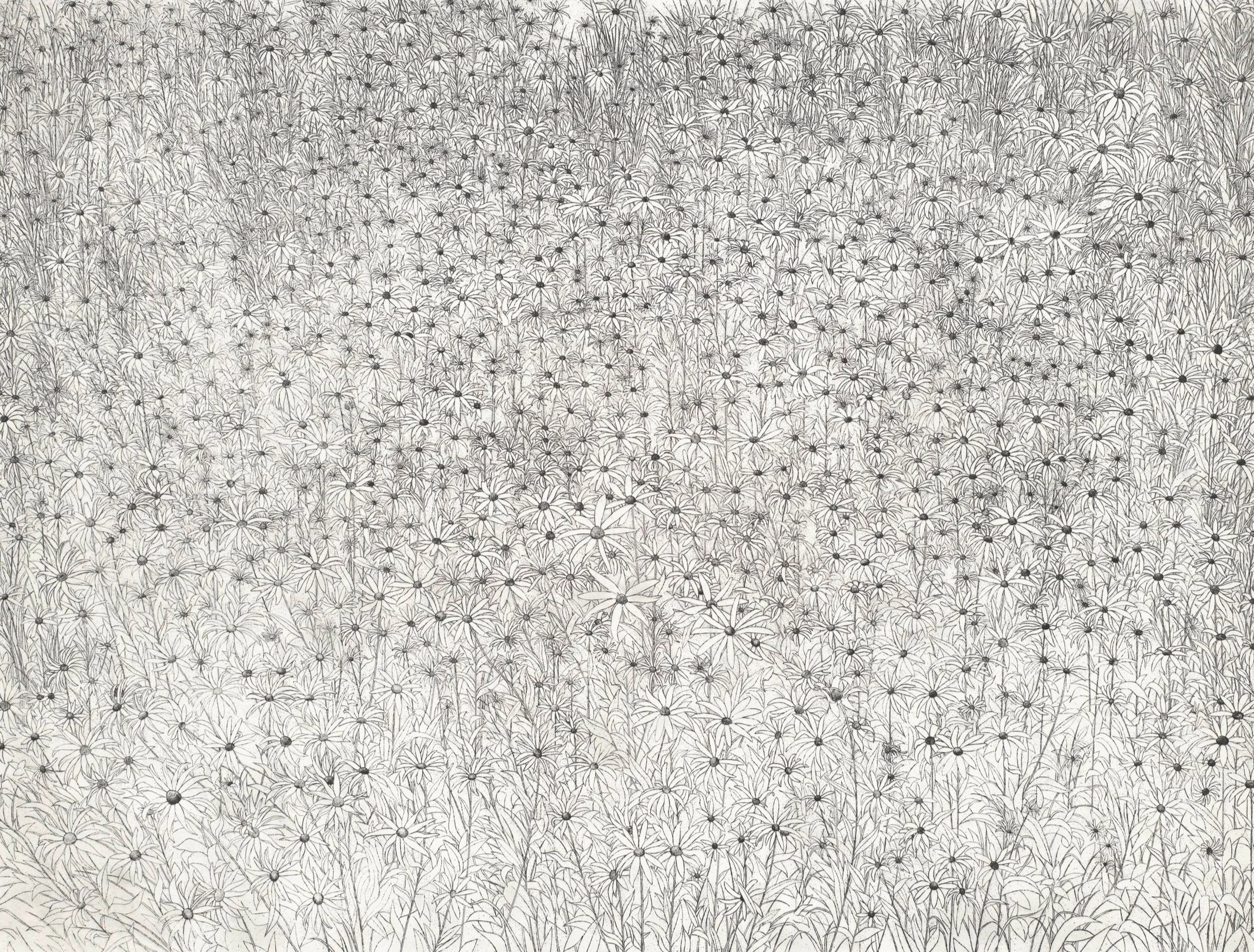 Black Eyed Susans by Demonstration archive