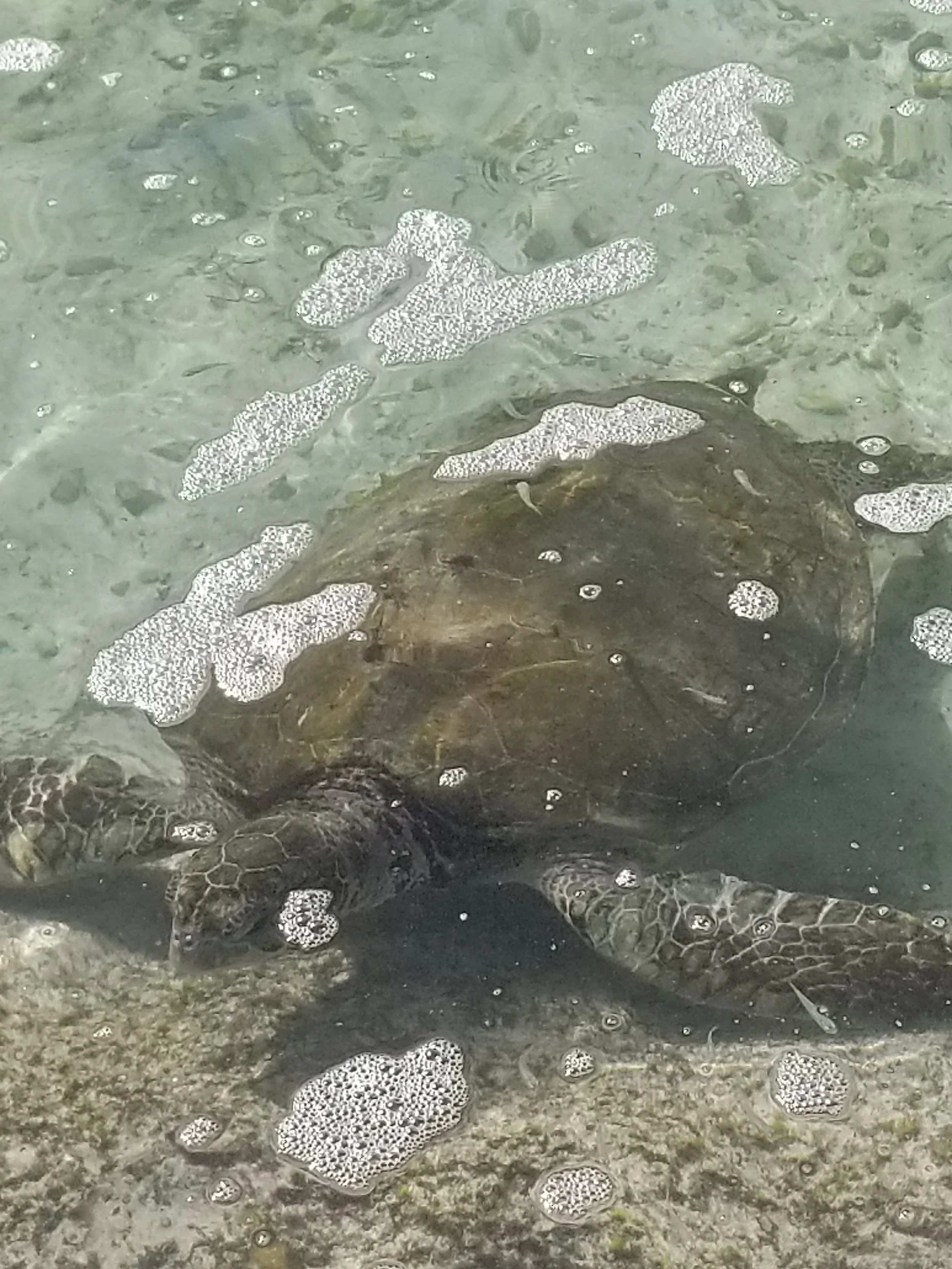 Atlantis turtle habitat