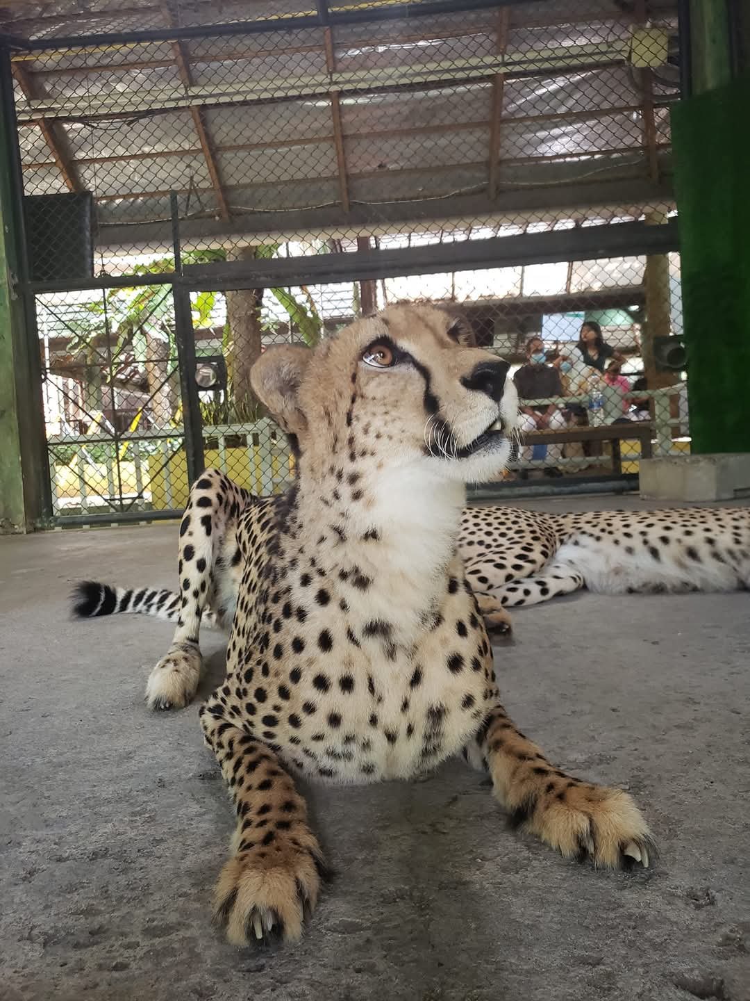 Beautiful Cheetahs at Tiger Kingdom in Phuket, Thailand