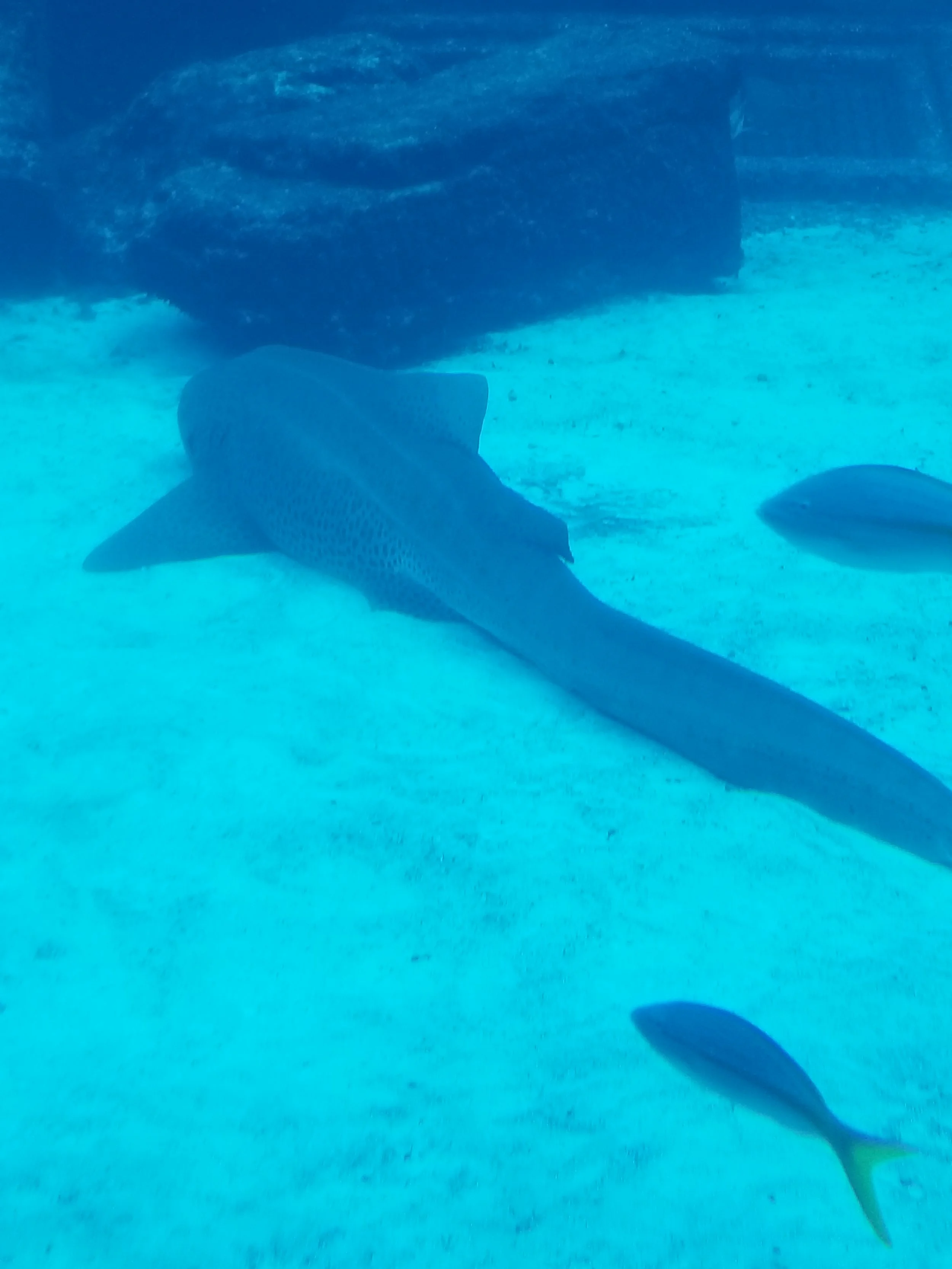Atlantis aquariums