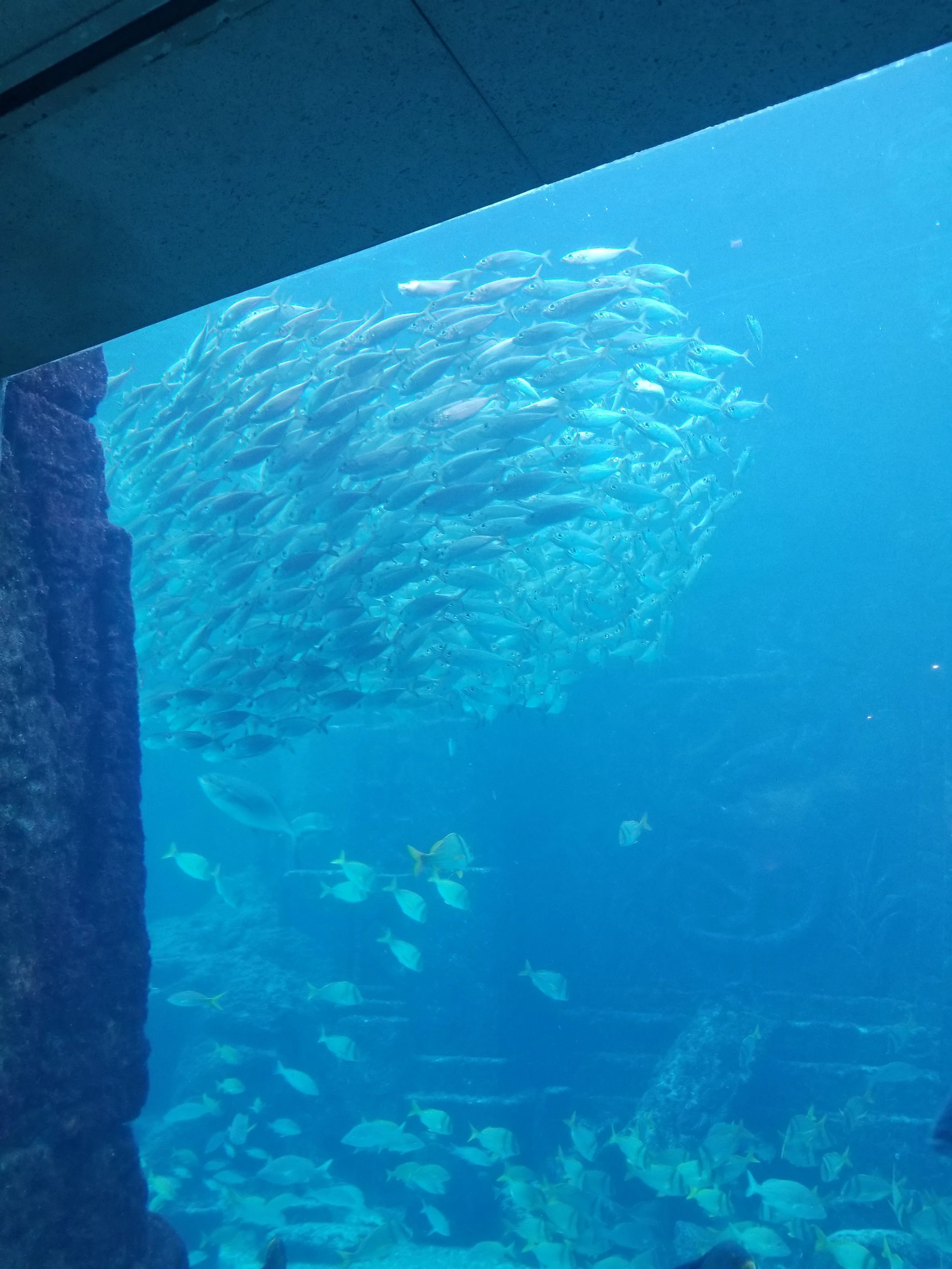 Atlantis aquariums
