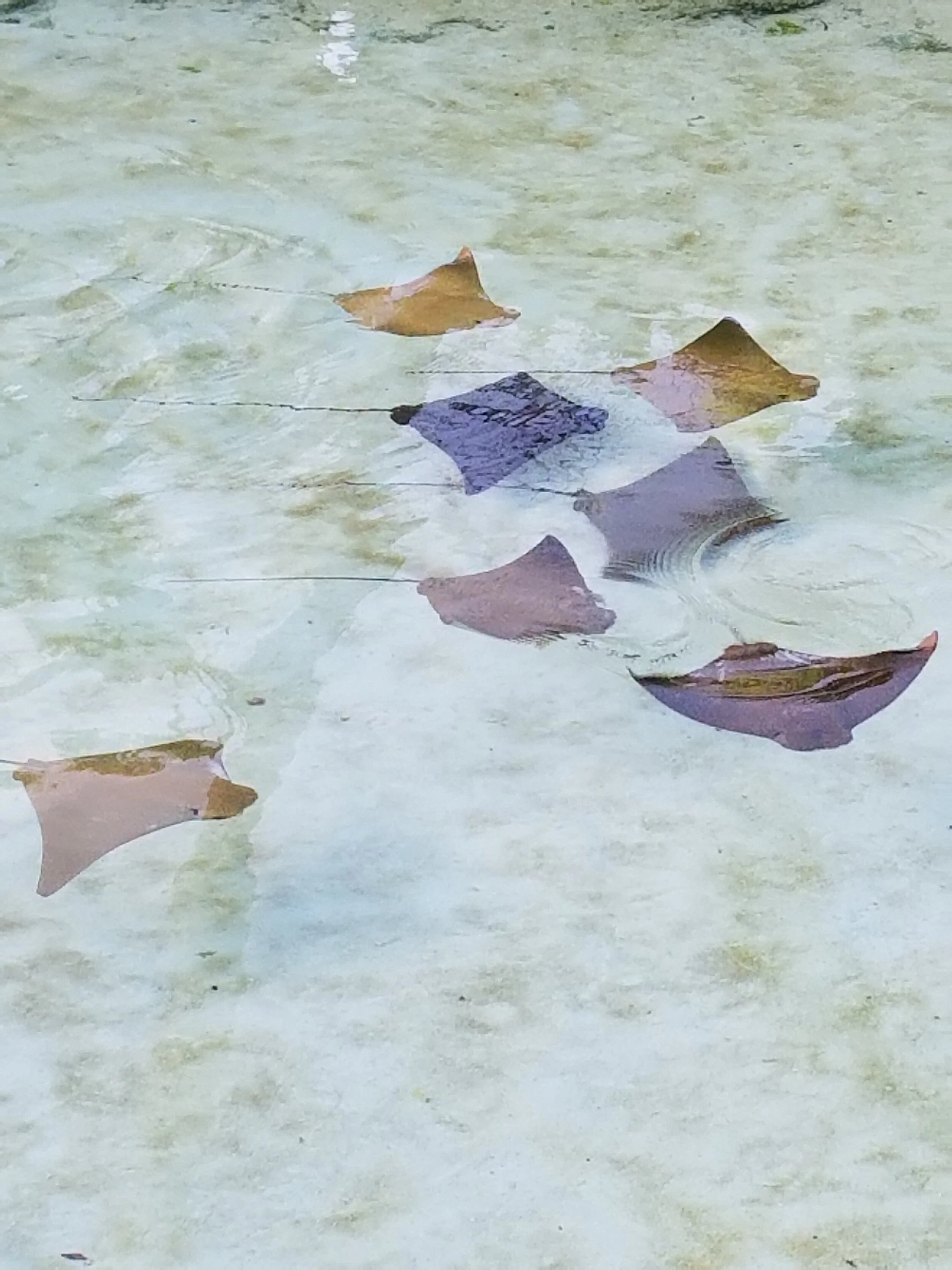 Atlantis sting rays