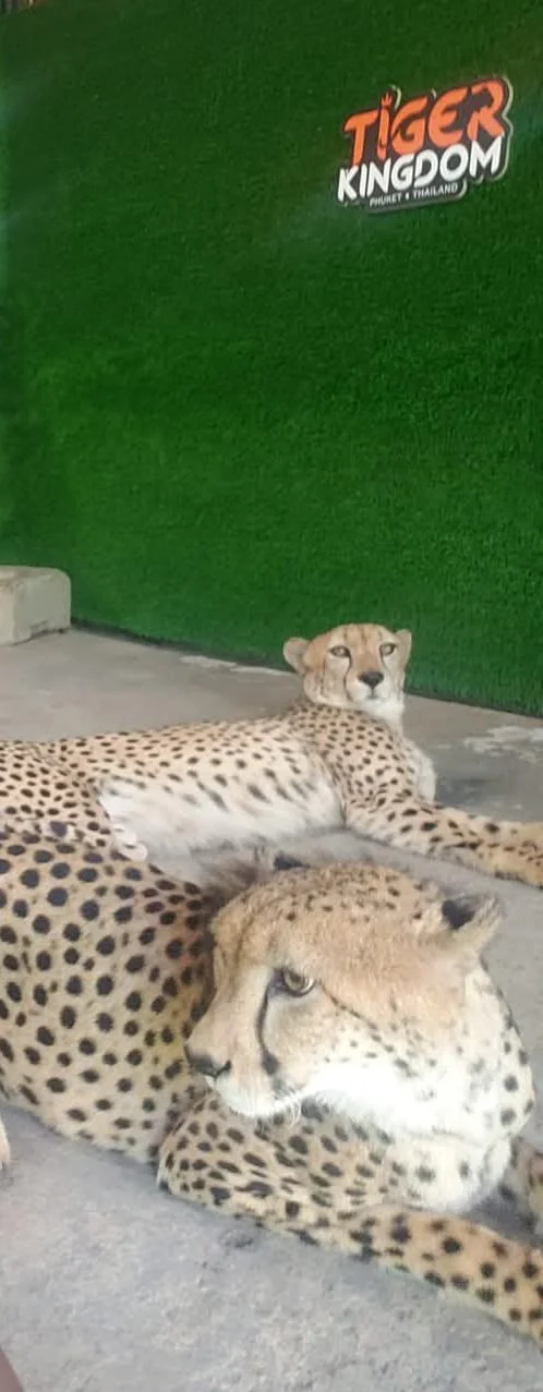Beautiful Cheetahs at Tiger Kingdom in Phuket, Thailand