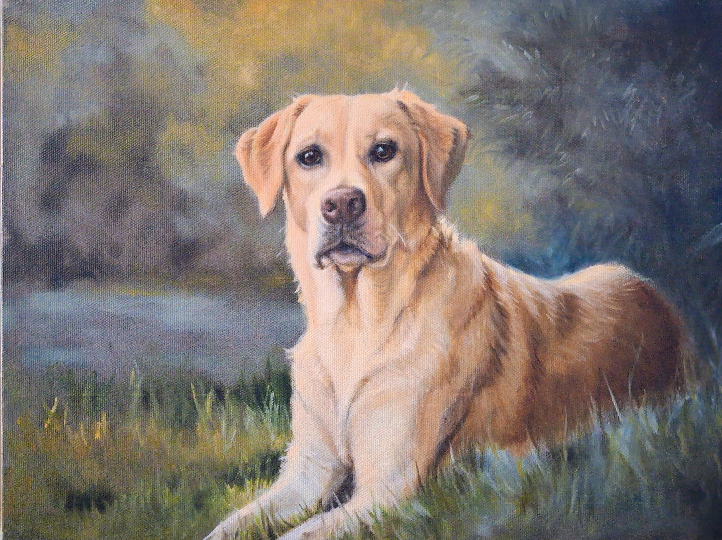 "Yellow Lab" 16x20