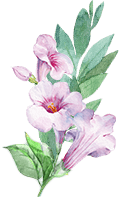 Pink and white flowers with green leaves