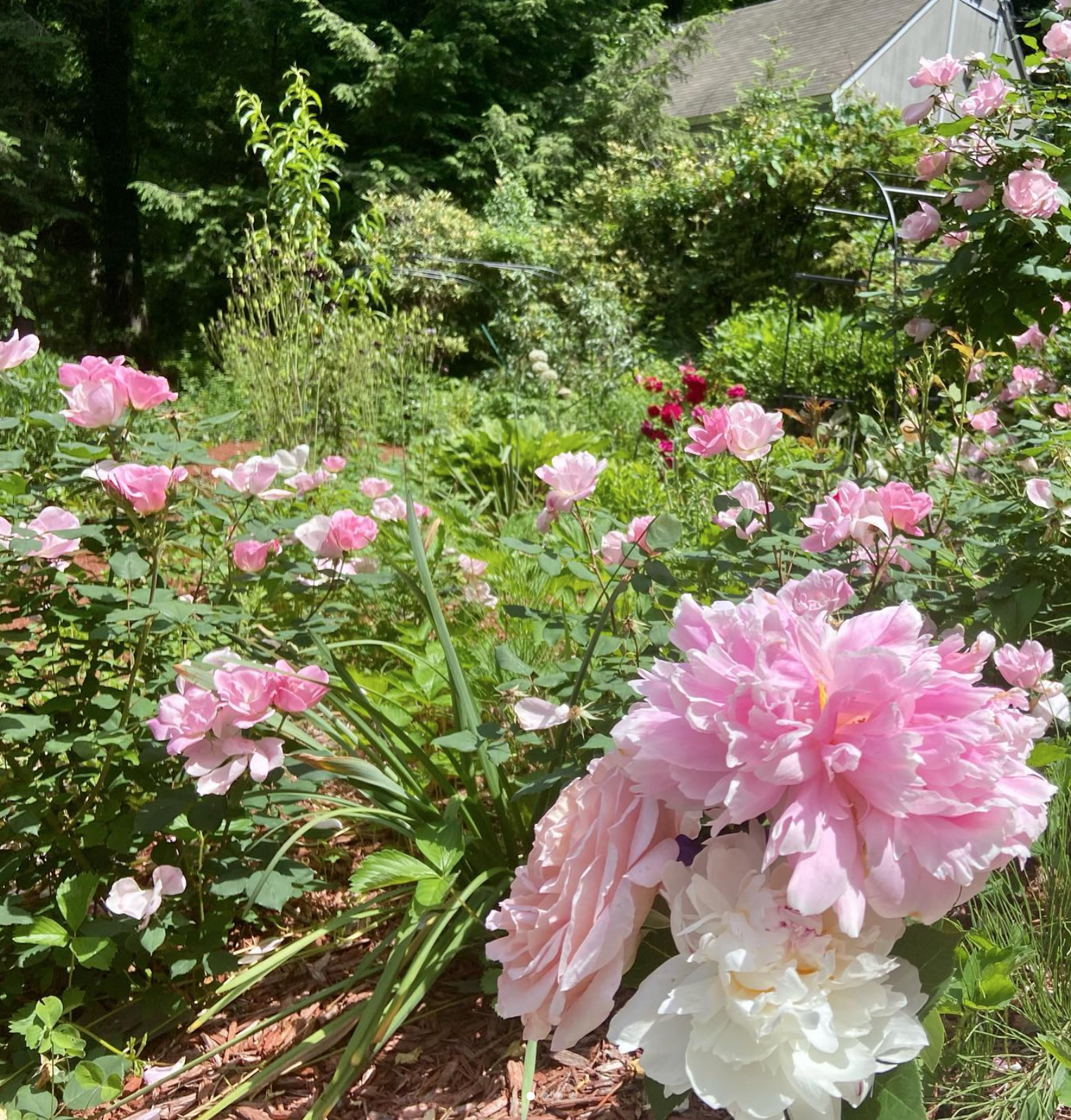 A lush garden filled with pink and white peony flowers, surrounded by green foliage and trees, with a house visible in the background.