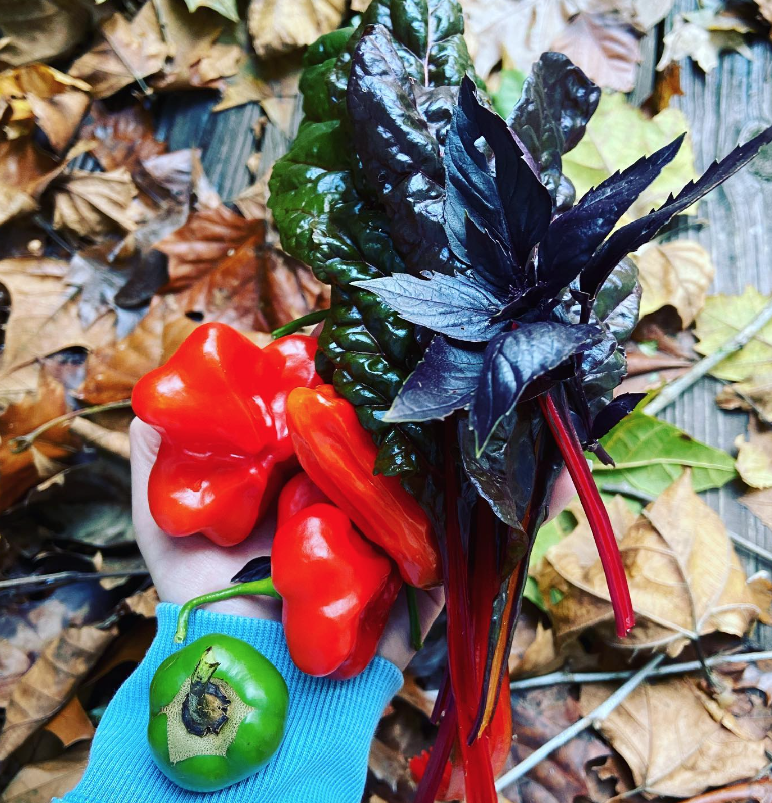 A hand wearing a light blue glove holds a variety of fresh vegetables, including red bell peppers, a green heirloom tomato, and dark leafy greens, over fallen autumn leaves.
