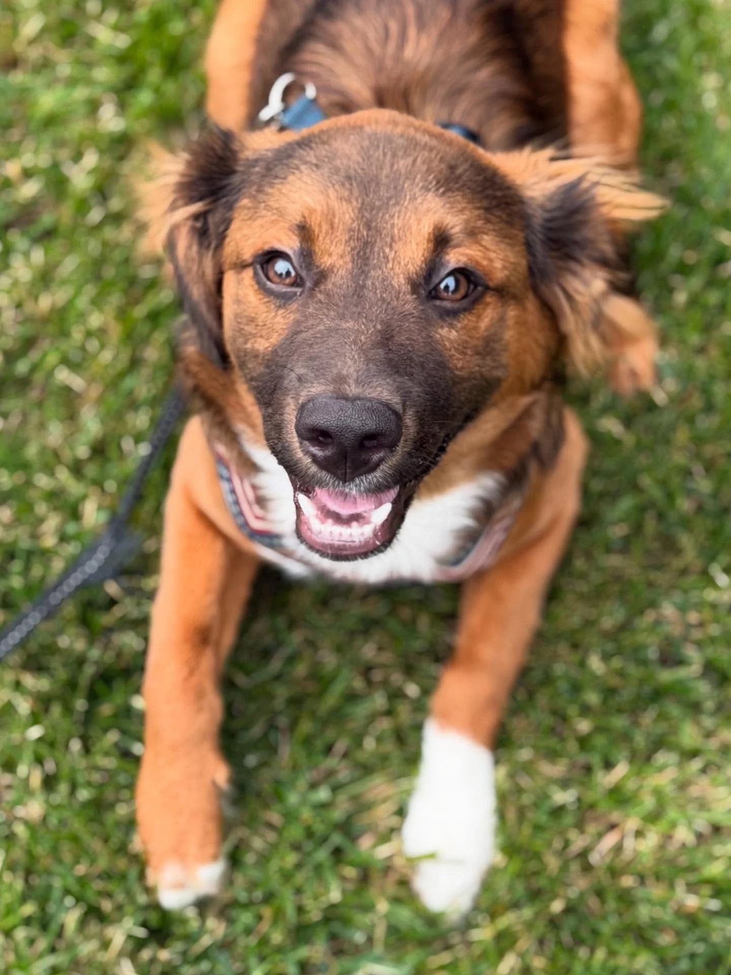 The many, ADORABLE faces of Gordon, the super pup!