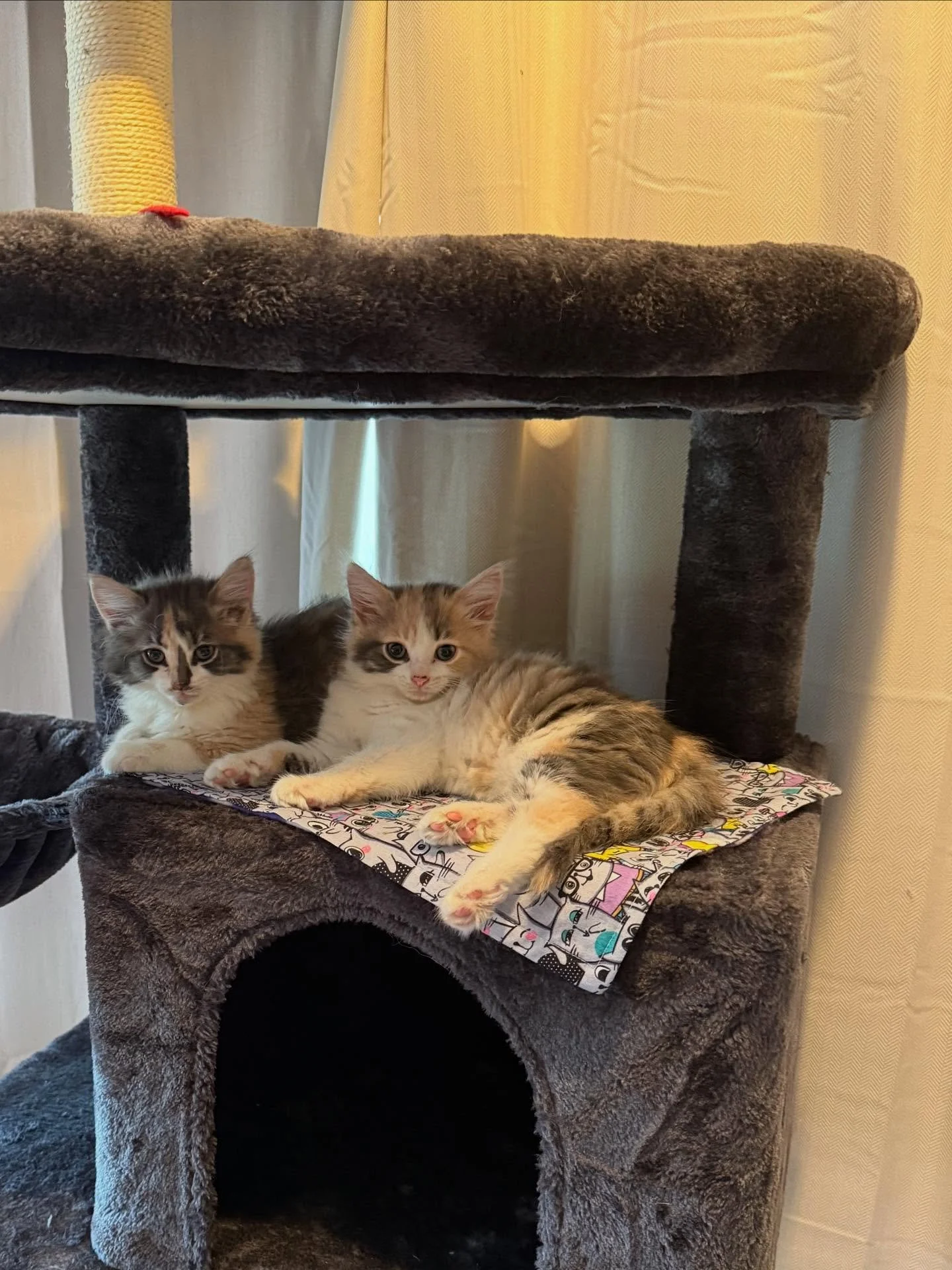 Please join us in welcoming the newest members of the Hudson Highlands crew- Zara and Zoey! As fluffy as they come, these little girls are absolutely gorgeous and quickly settling into their new home.