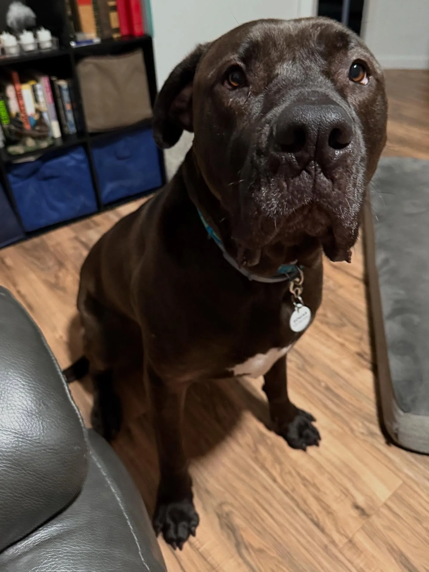 Edgar and Nova; what a pair, and proof that best friends come in all shapes and sizes!