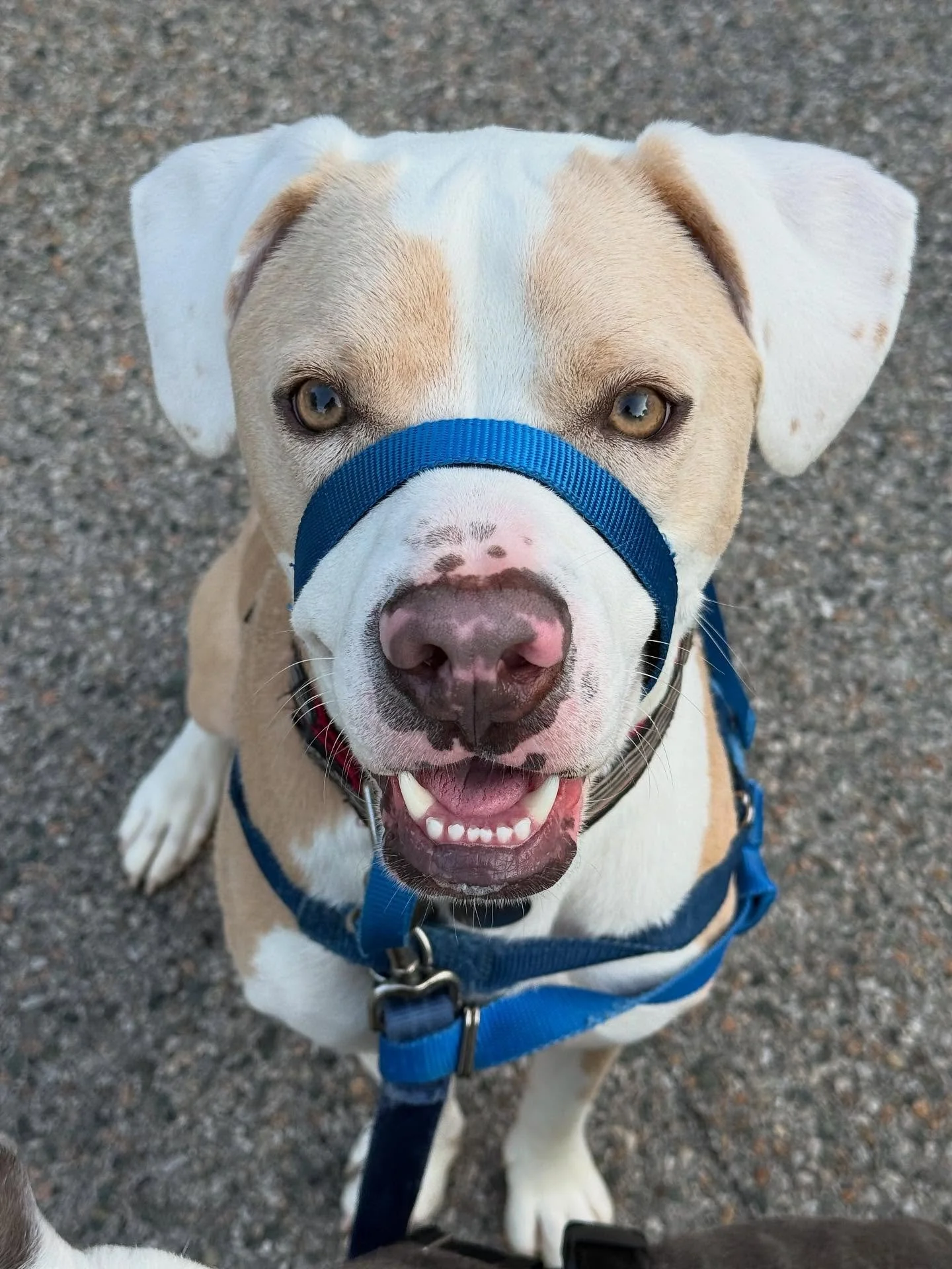 How could you not fall for this face?! Say hello to Bagel, one part of another dynamic duo! (Sister Olive will be coming up!)