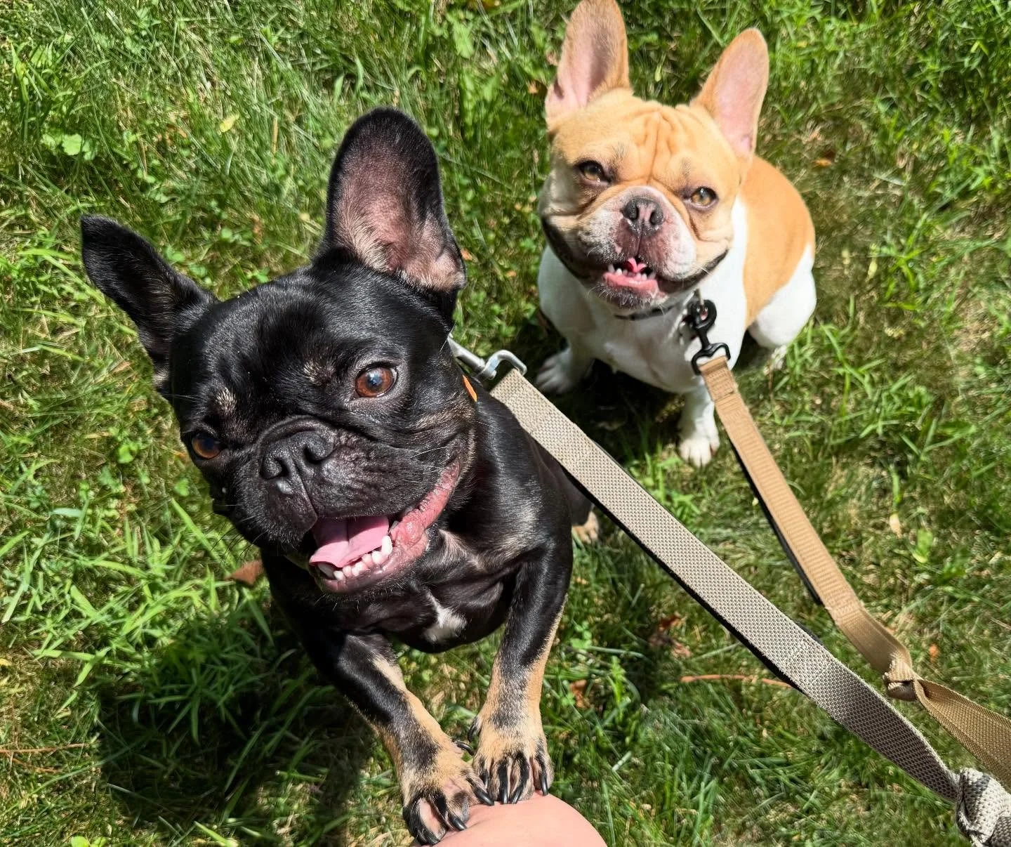 It&rsquo;s always a good time with the cutest meatballs this side of the Mississippi! It&rsquo;s our pleasure to introduce Potato and Gizmo!