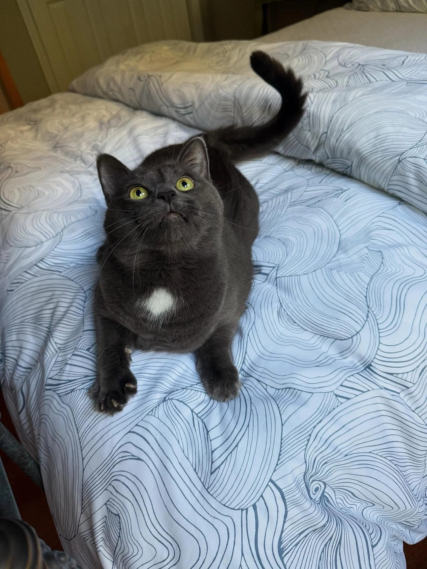 Is there anything better than being greeted with a purr? Please say hi to Zelda, the friendliest of felines!