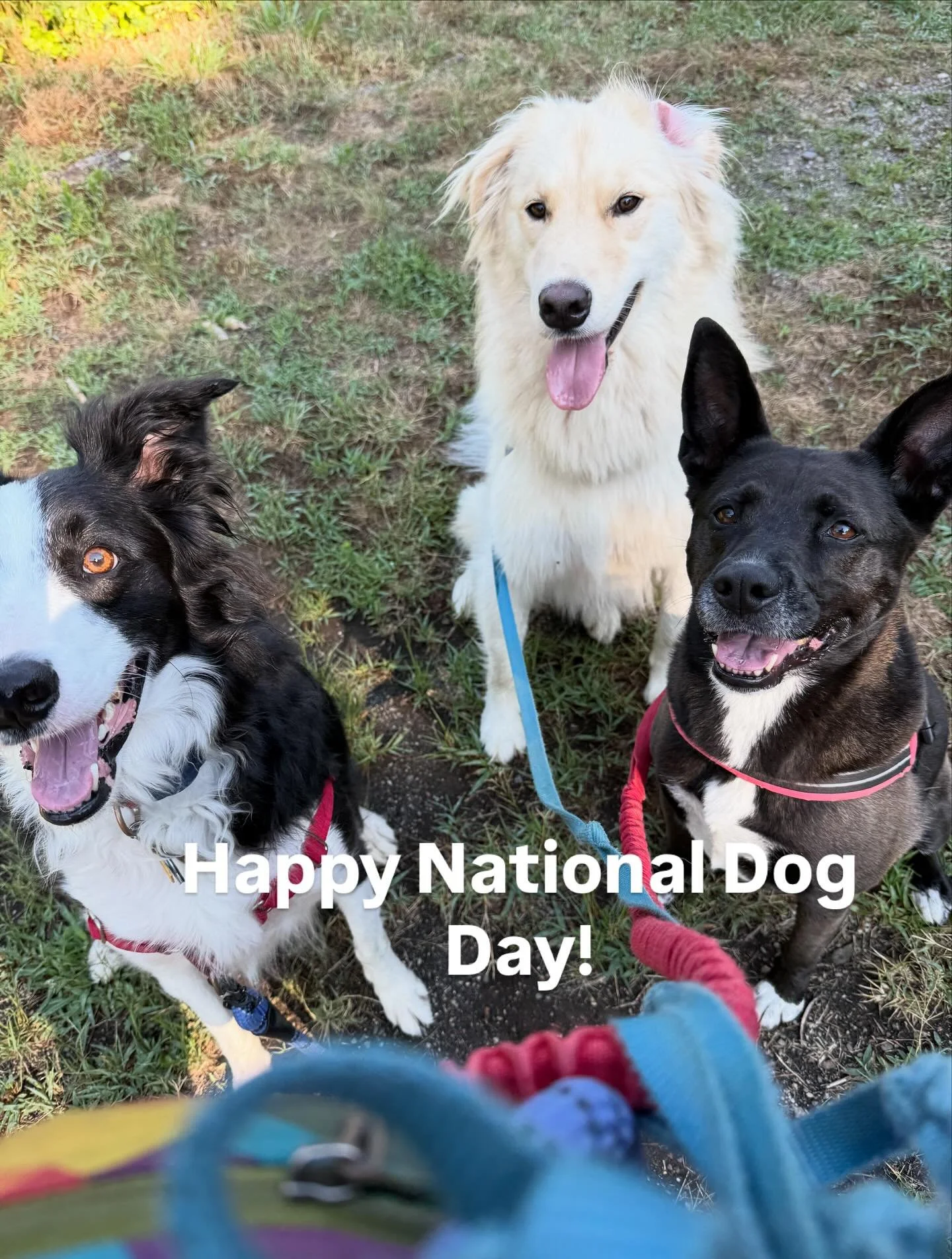 Happy National Dog Day everyone! Please give your adorable pups an extra treat today on our behalf!