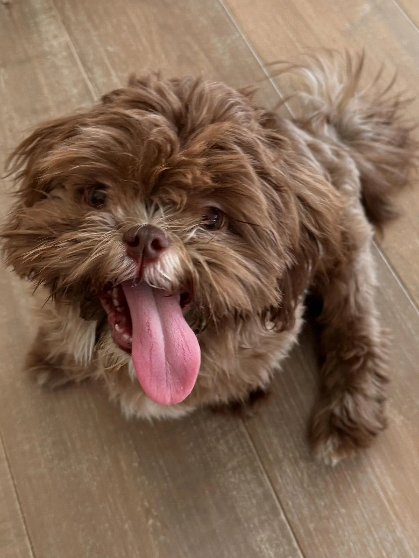 While some of our clients almost outweigh us, we also get to play with adorable pups that can just about fit in the palm of our hand! Meet Brooklyn and Nunzio- while small in size, they certainly have some BIG personalities!