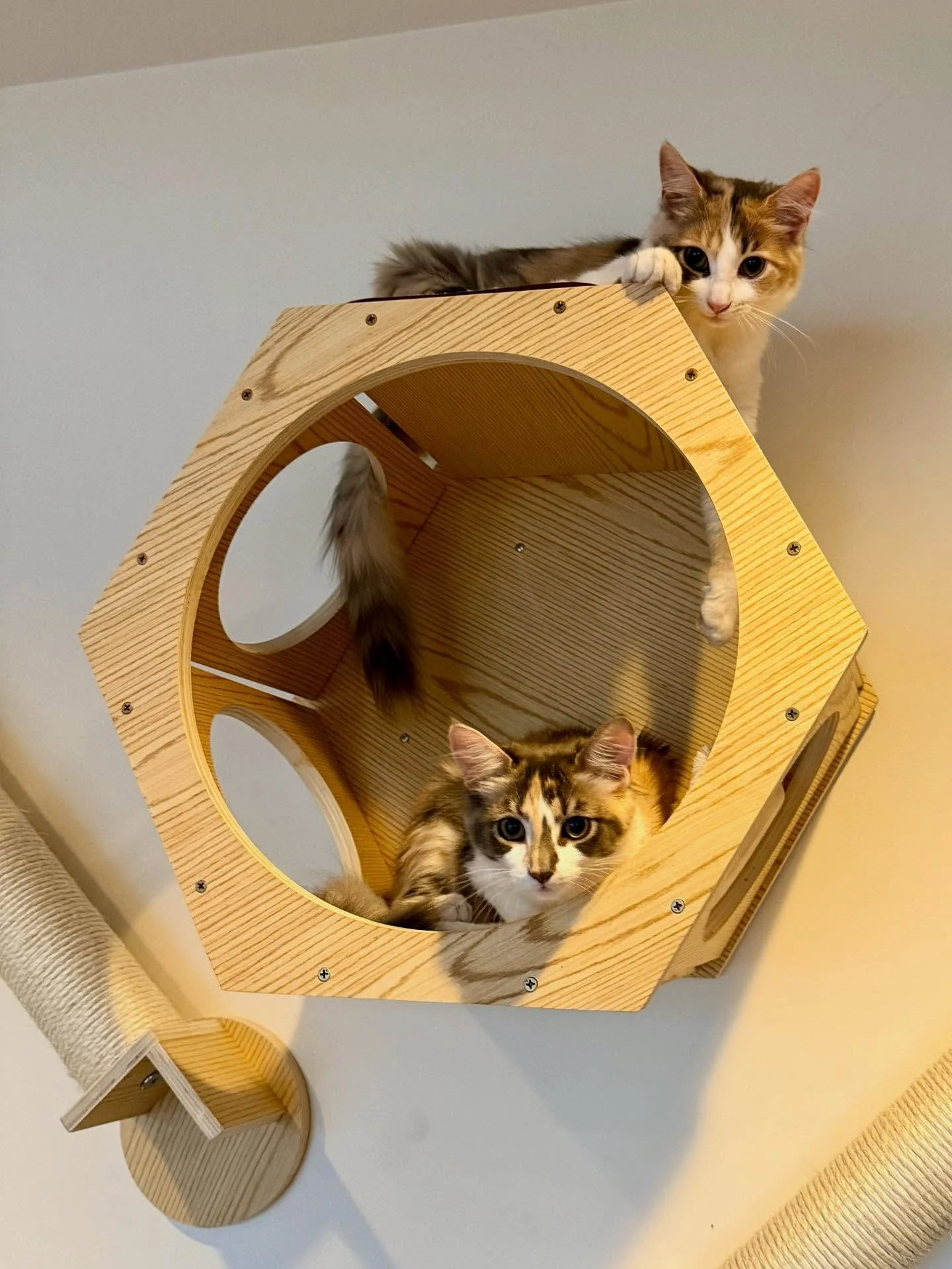 🎶 I always feel like someone is watching me!🎶 The beautiful Zara and Zoey are growing so quickly- at 5 months old, they adore the climbing wall that&rsquo;s been constructed for them!