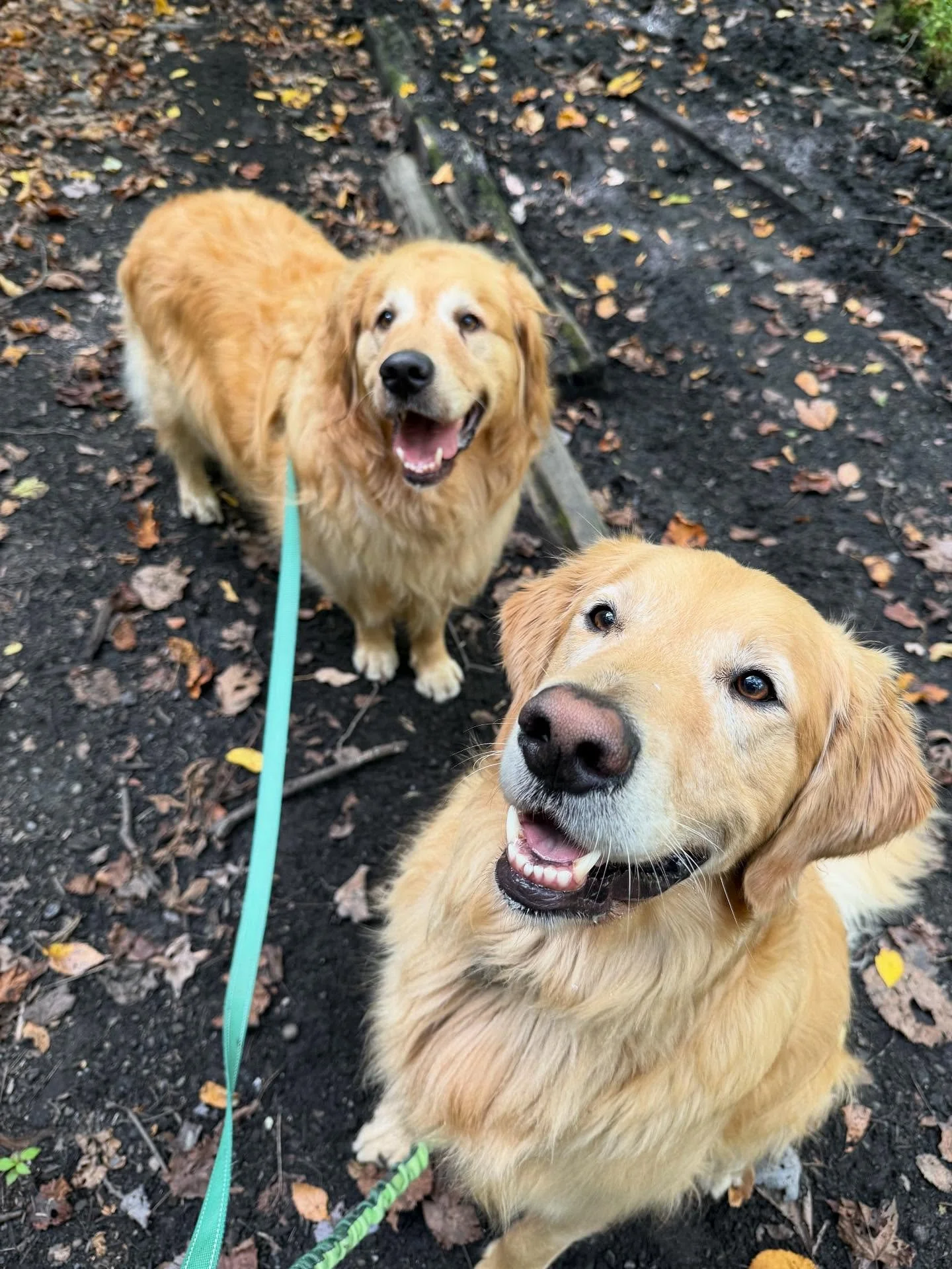 Is there anything better then a pair of goldens?! Please meet Bo and Sonny- these boys are always smiling, and will be sure to put a smile on your face too!
