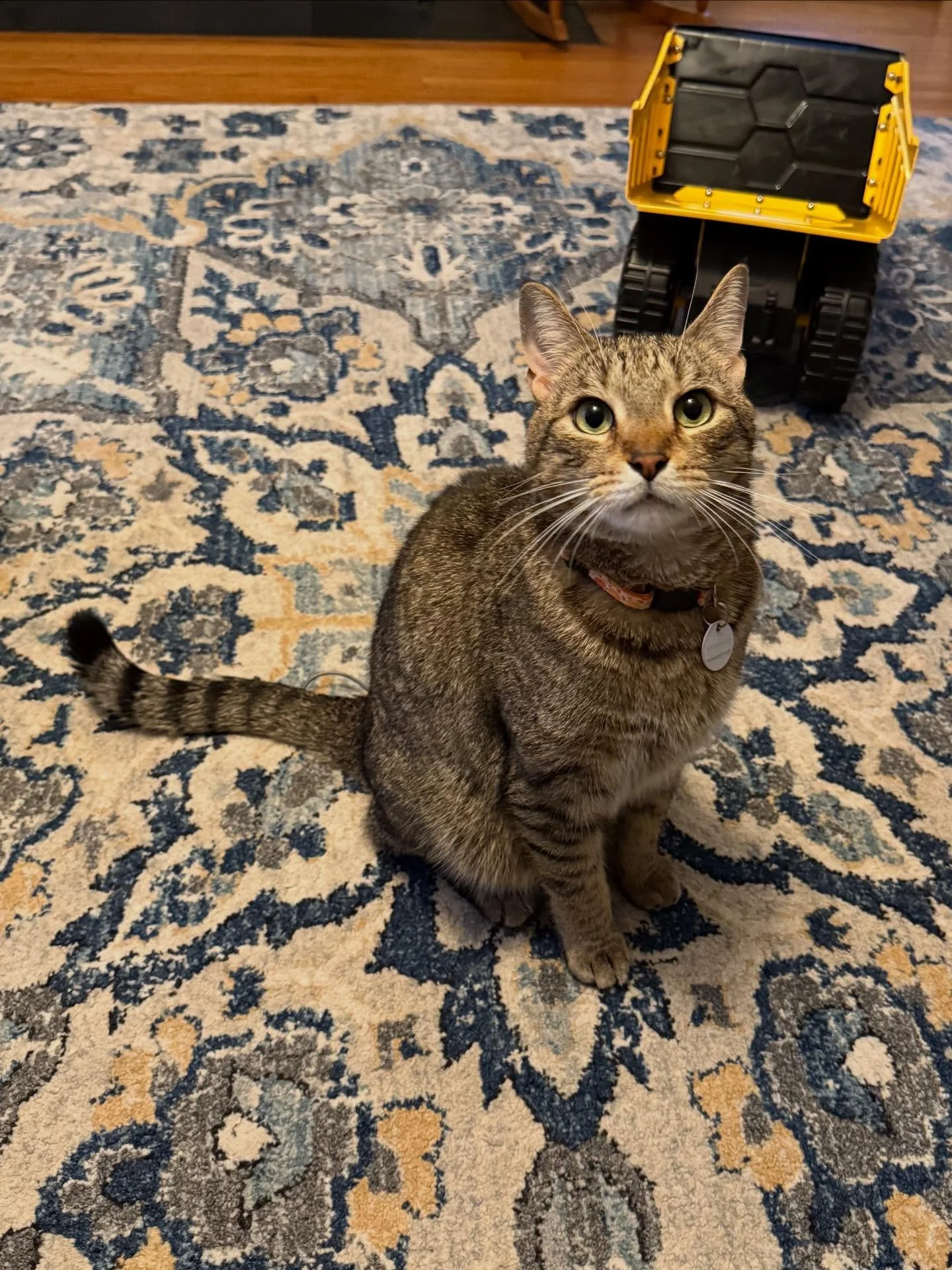 Are these feline friends not the definition of regal gentlemen?! Meet Rocky and Everest, the friendliest of boys that we had the pleasure to care for while their owners were away!