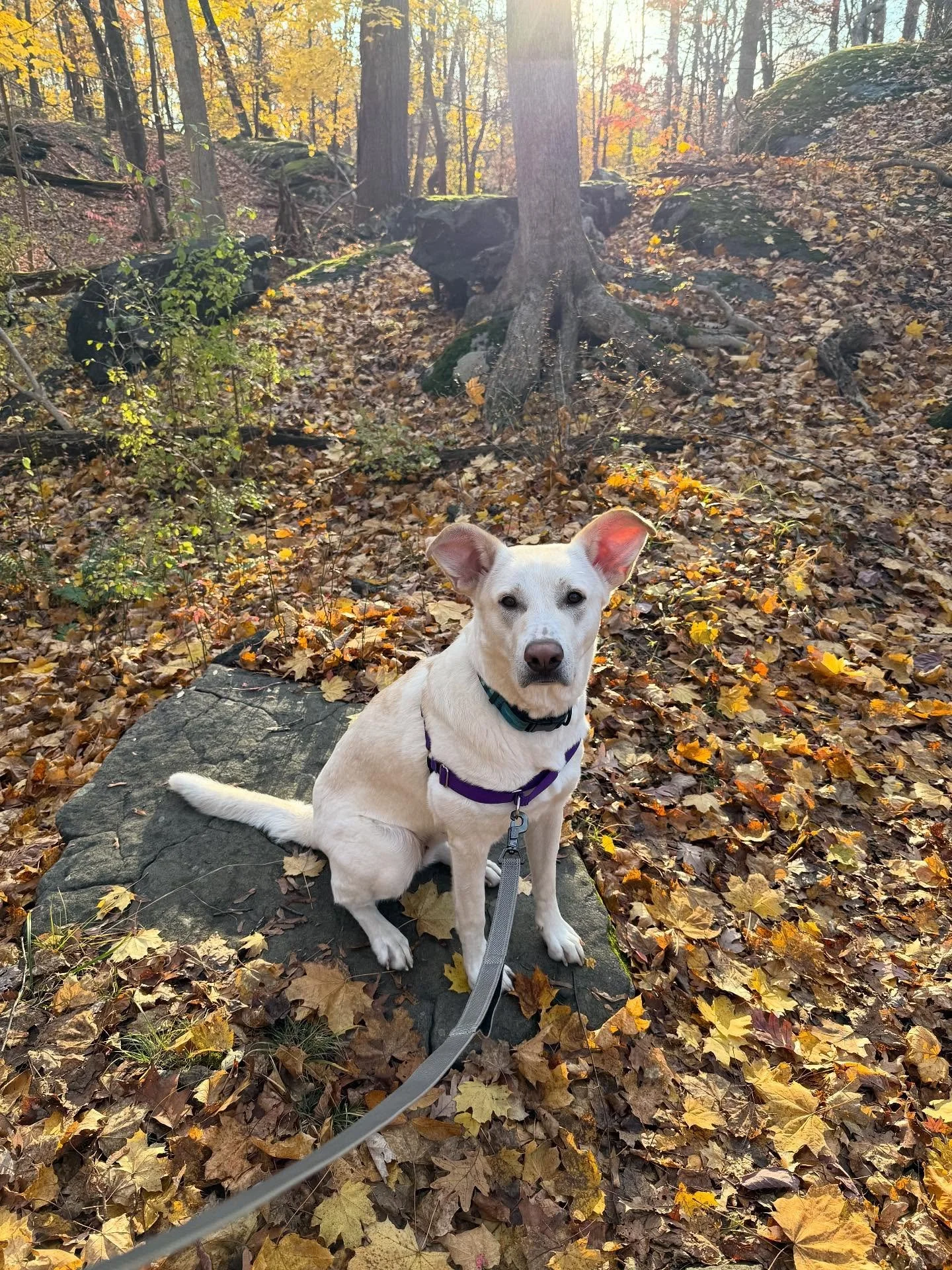 With those amazing ears, we would expect Butter to fly rather than walk- but we have been so glad to get to join her on some forest adventures on these beautiful fall days!  Recently adopted, Butter has settled right into her new home.