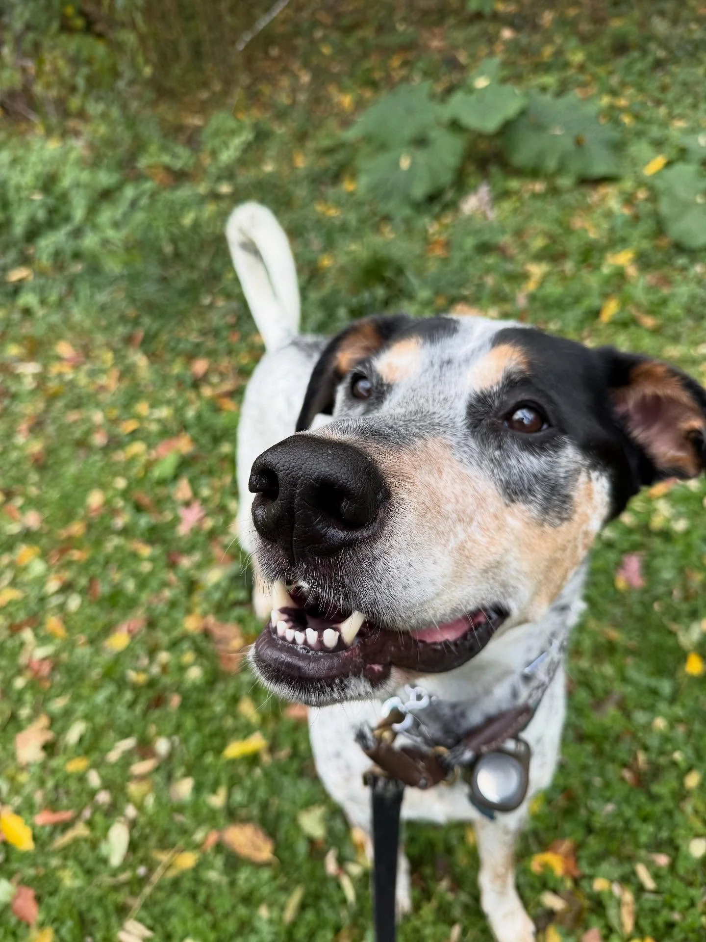 Enzo absolutely has the best smile! This handsome man has been a delight to take on walks. Any guesses as to his breed(s)?