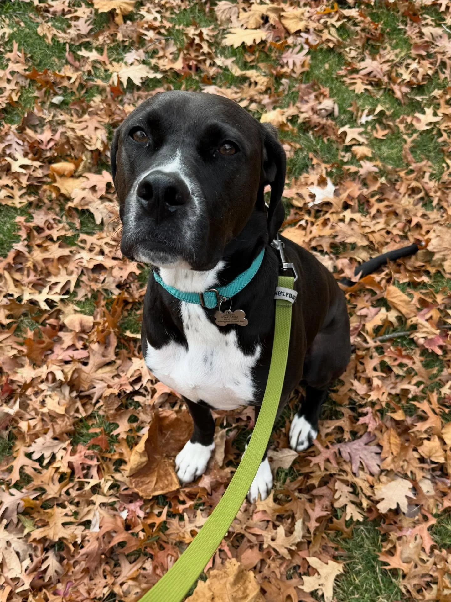 Doesn&rsquo;t she have the sweetest eyes? Ms. Koko was an absolute pleasure to watch while her owners were away!