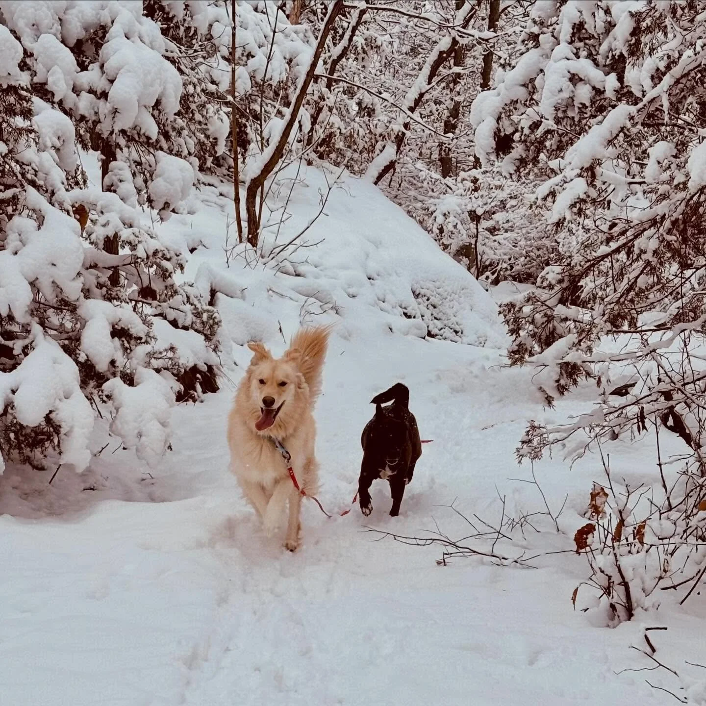 We need to know- would your pups vote for a snowball fight or fireside snuggles? We know what Kai and Leilani are rooting for!