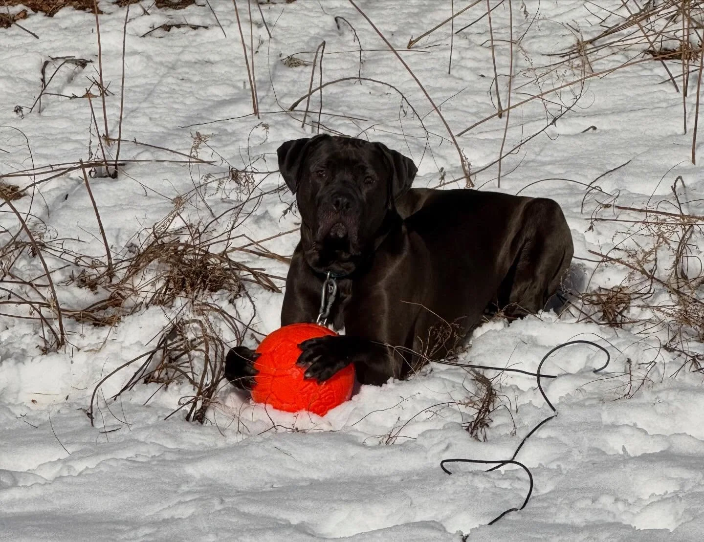 The past month has been full of wintertime fun. The snow may be gone for now, but we will look forward to seeing it again next year-Now onward to spring!