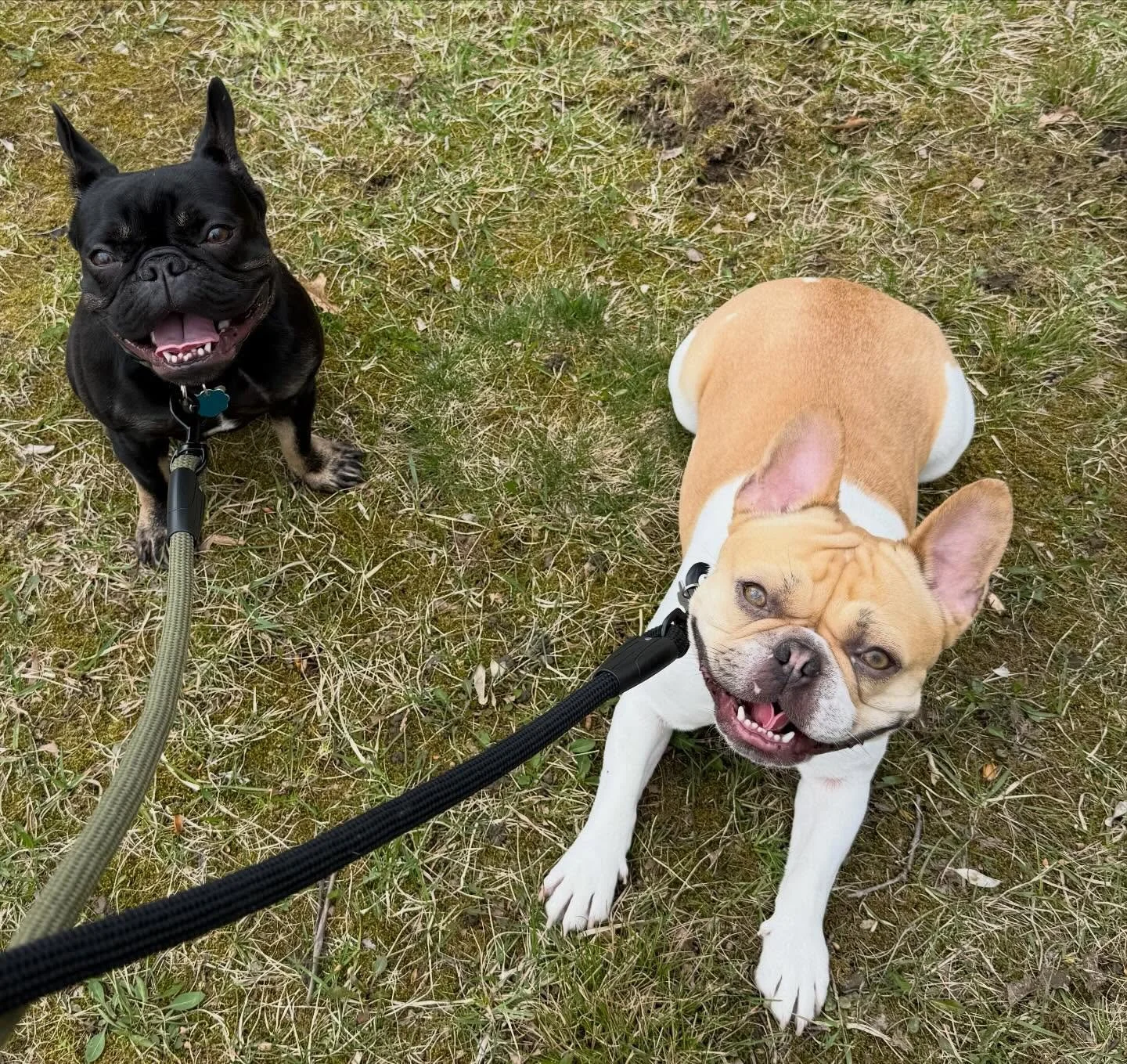Spring has officially sprung! 
How are your pets enjoying the warmer weather?