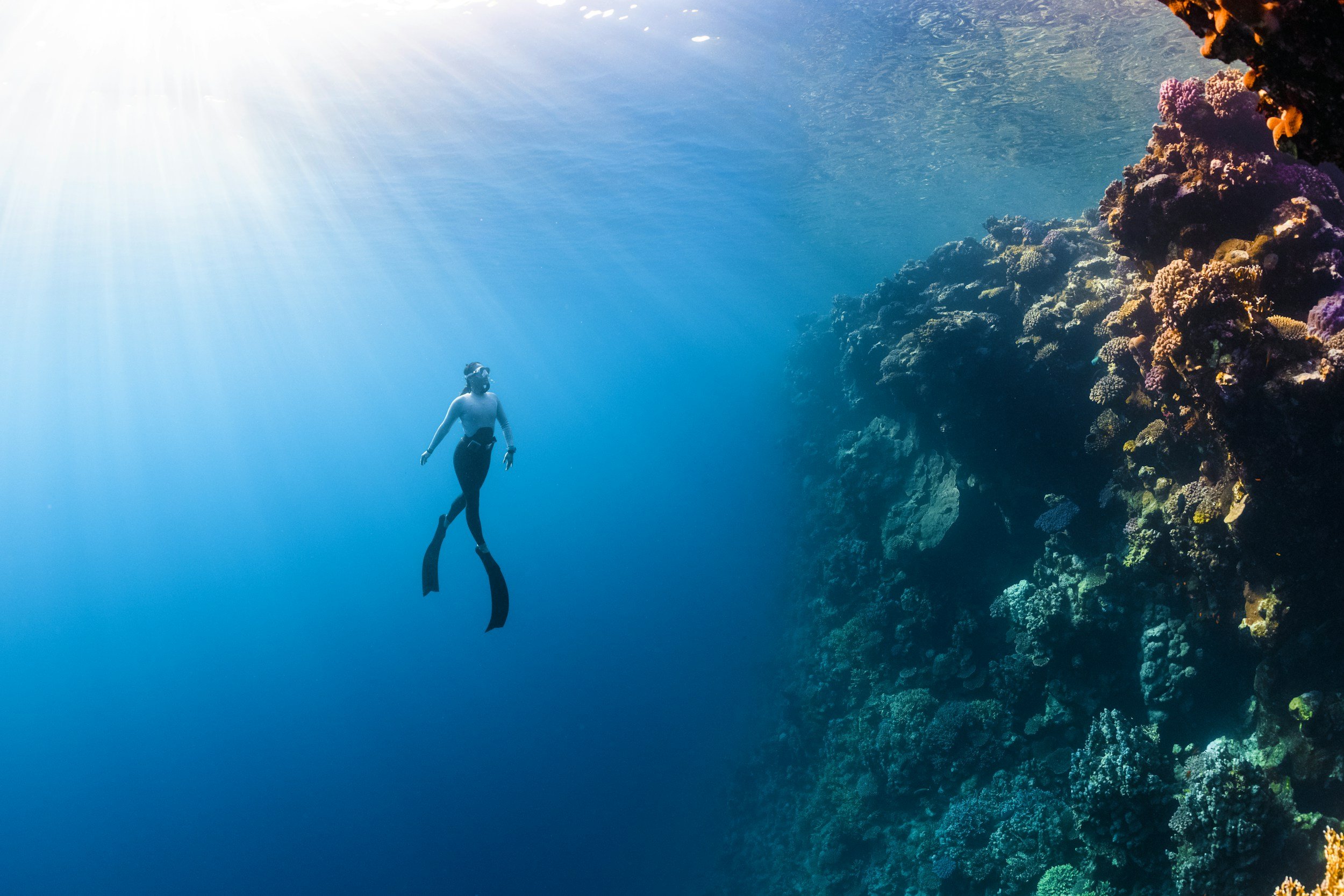 A deep sea diver exploring the depths of the ocean with a coral reef on the right side of them extending upwards with fish and marine life in abundance.