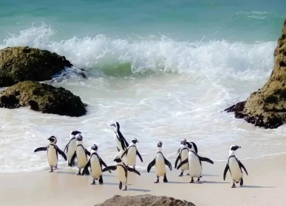 A family of penguins on a beach playing on the edge of the waves, a little family system, each one a part of a whole.