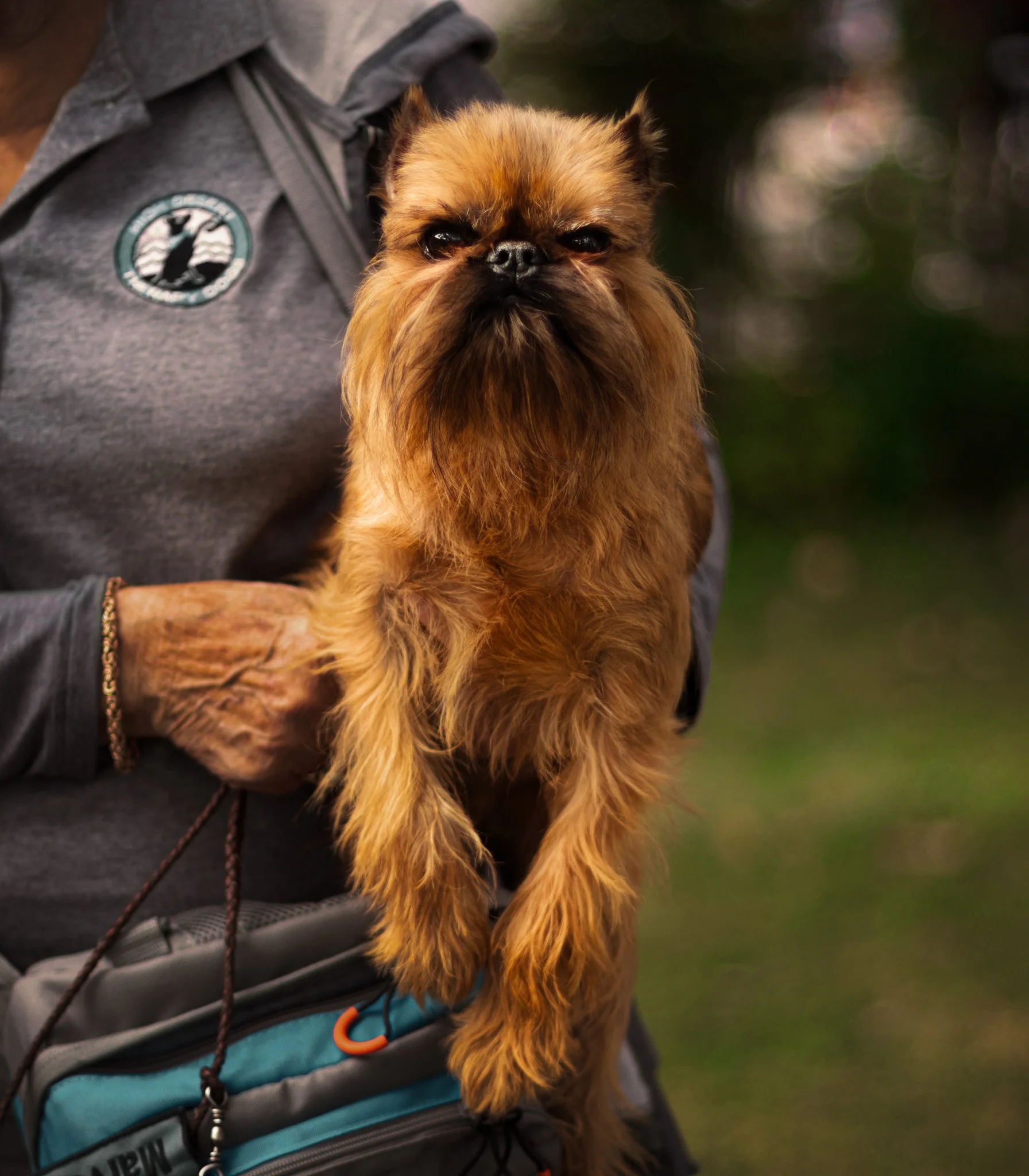 dog 4-2.jpg