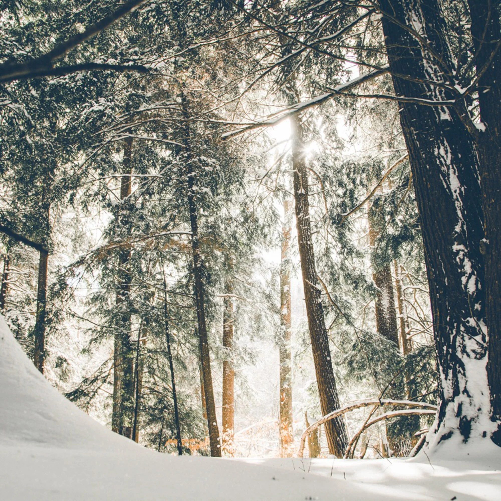 Wald