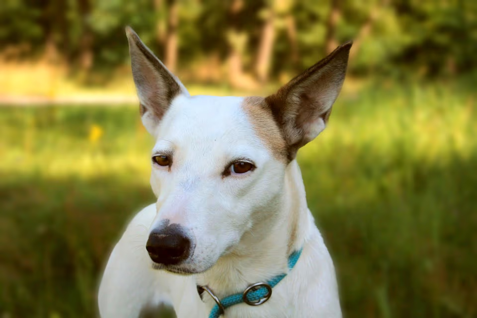 Hündin mit weißen Fell und braunen Markierungen im Grün eines Parks