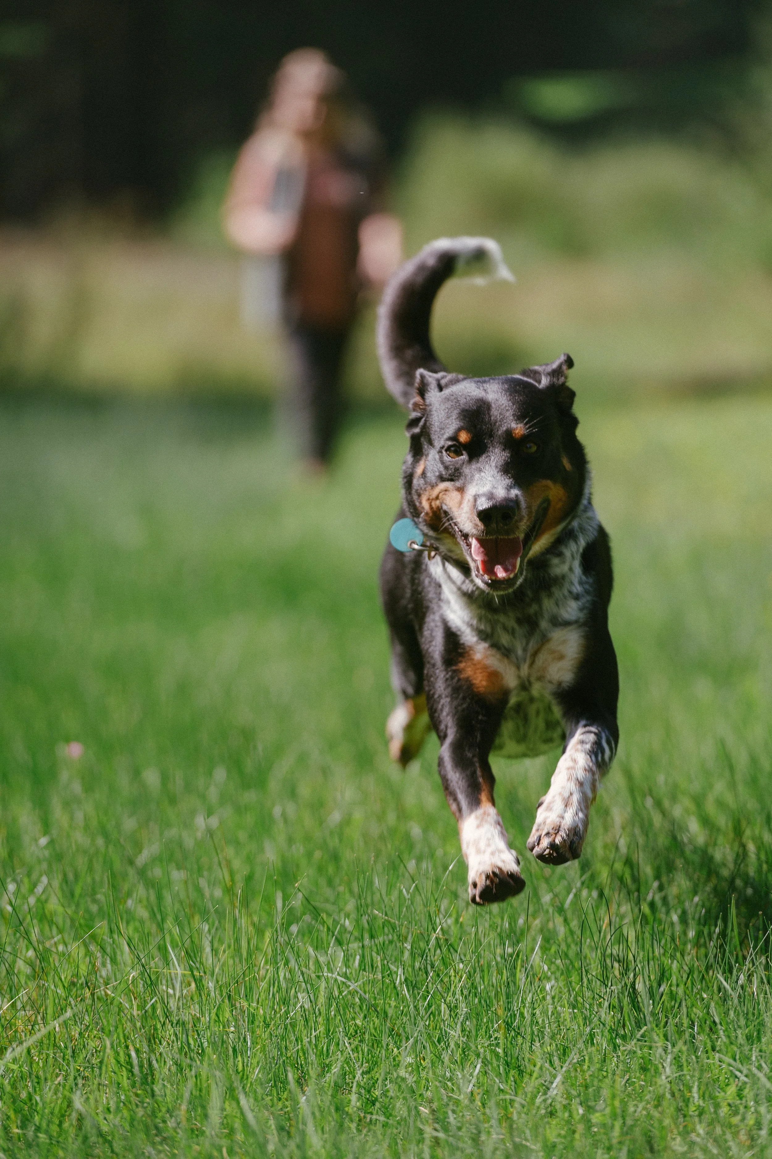 Ein Hund läuft lachend auf grünem Gras, im Hintergrund eine Person, die unscharf ist.