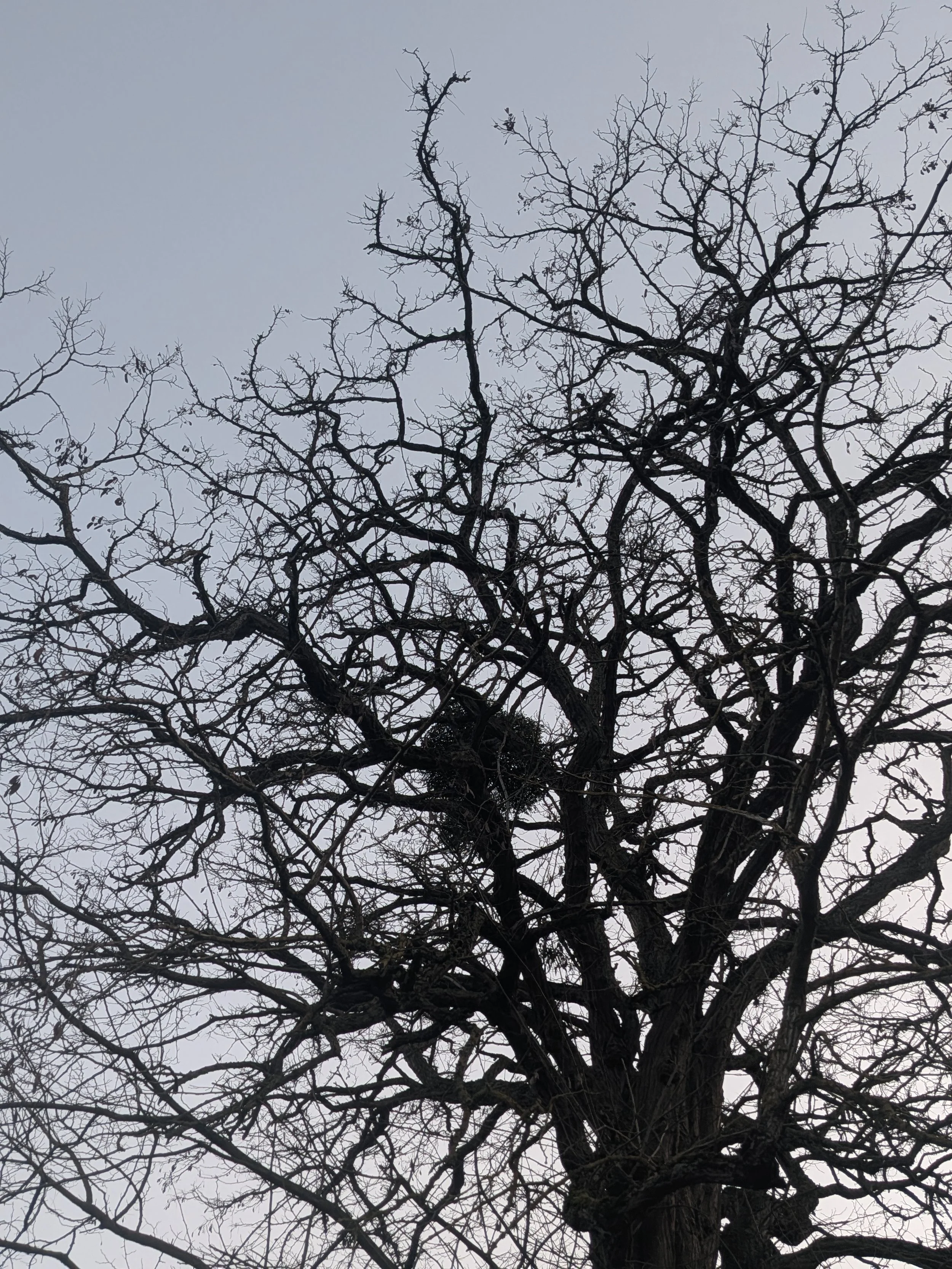 A silouette of a tree against a bright blue sky with mistletoe on the branches.