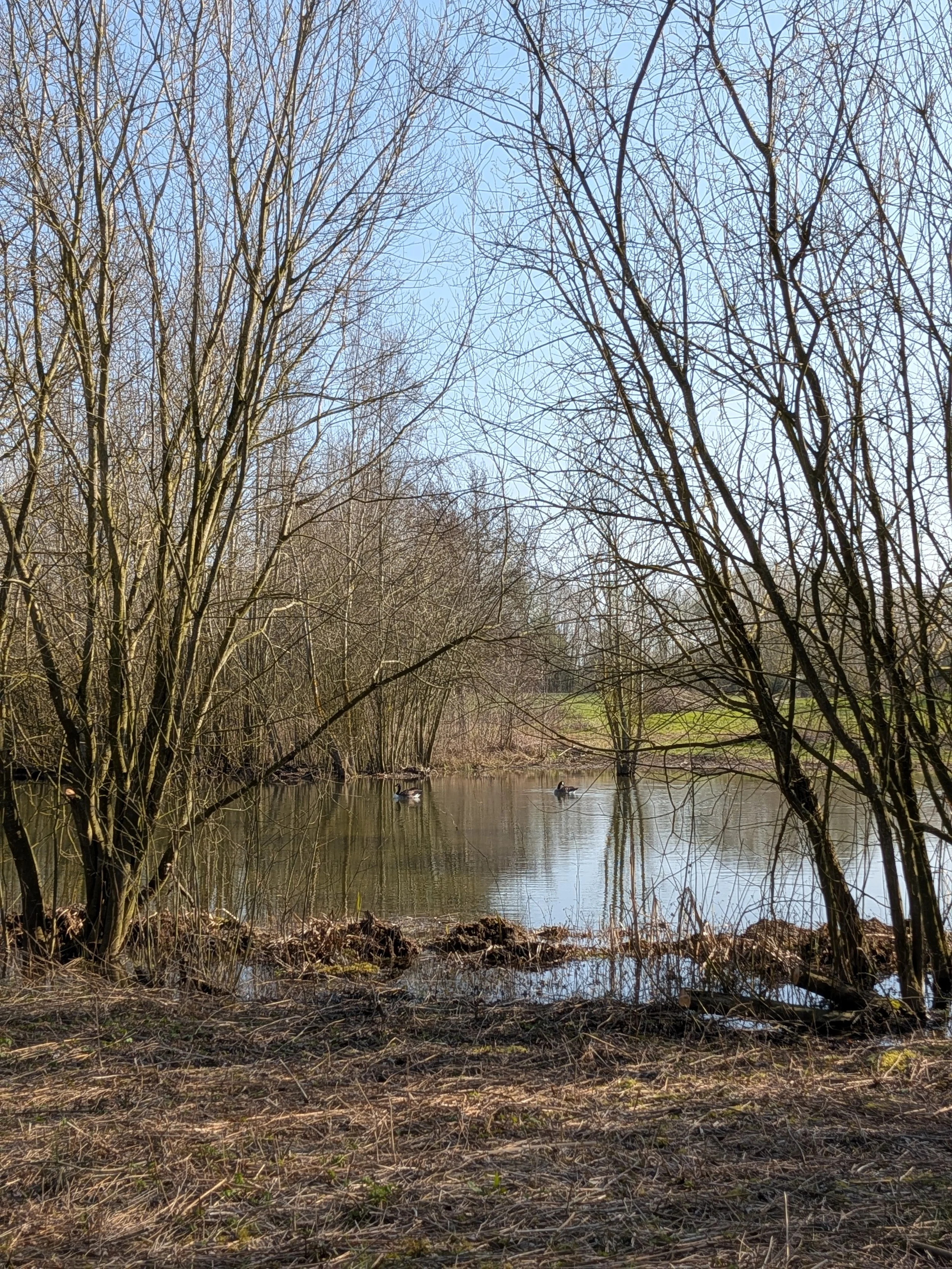 Two branches of trees that make the shape of a triange and a lake with geese on in the background.